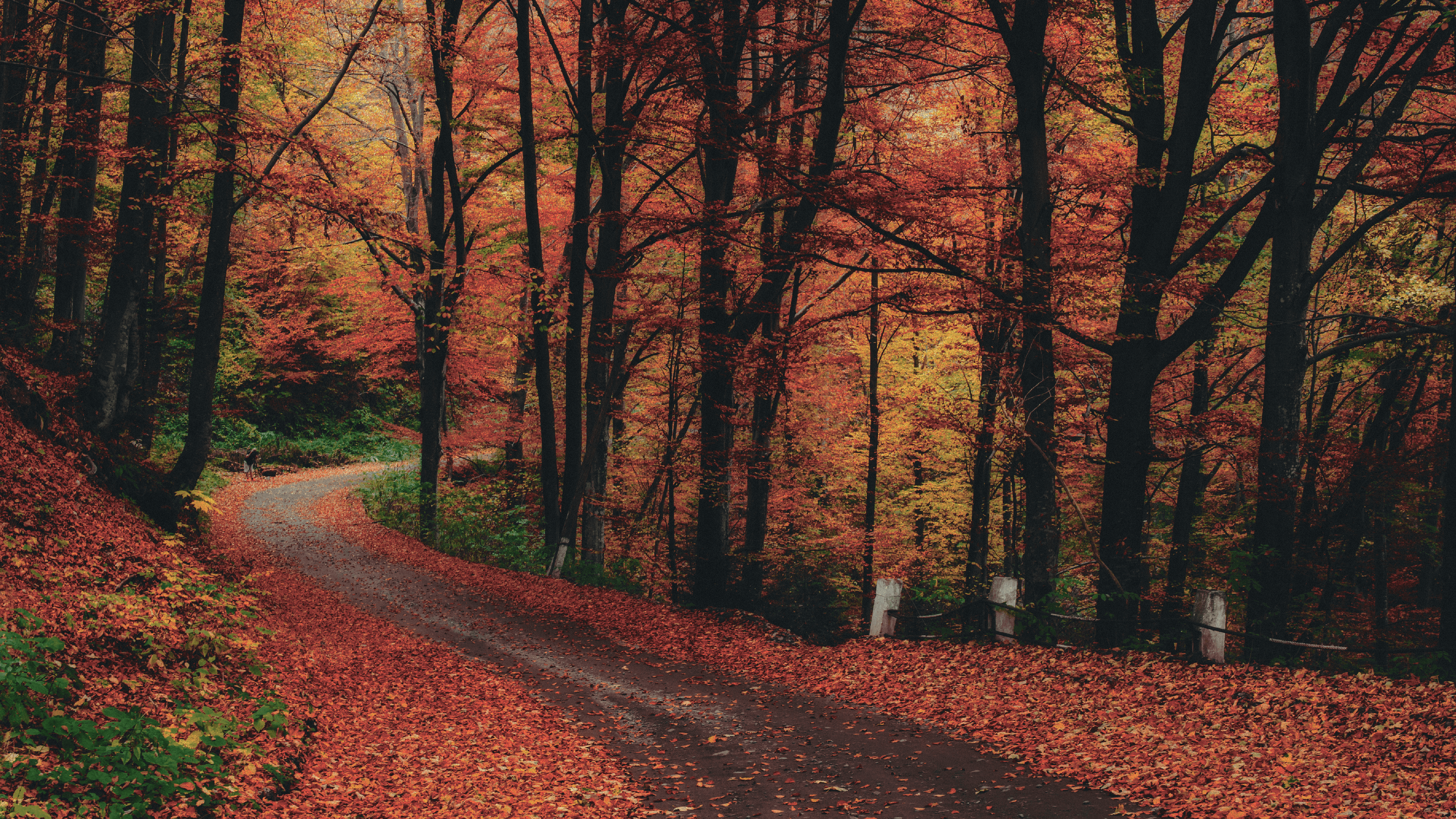 Fall Aesthetic Desktop Wallpaper, HD Fall Aesthetic Desktop Background on WallpaperBat