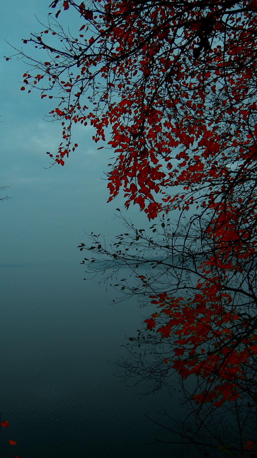 Autumn Phone Wallpaper