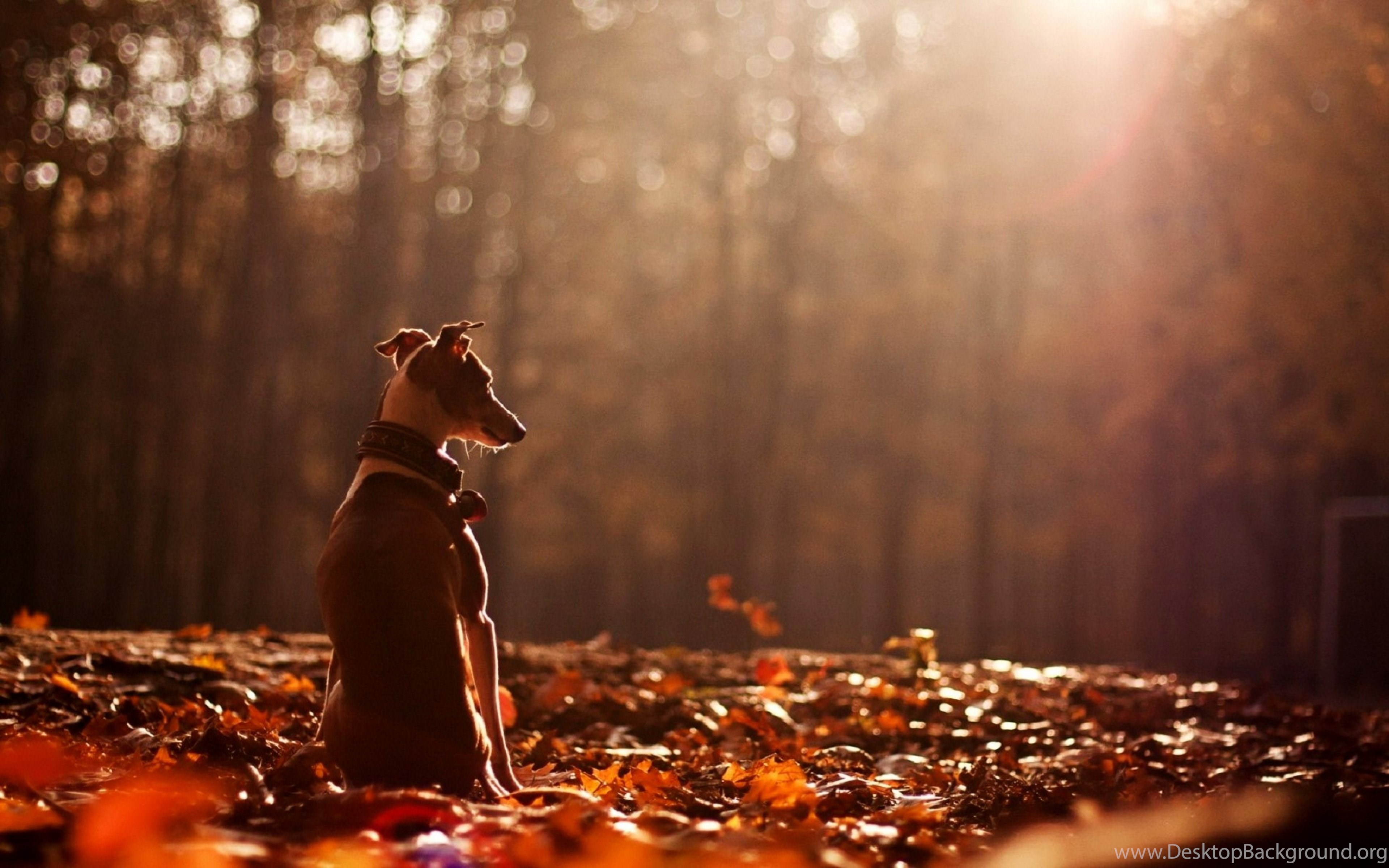 Cute Dog Animal Alone Forest Autumn Wallpaper Desktop Background