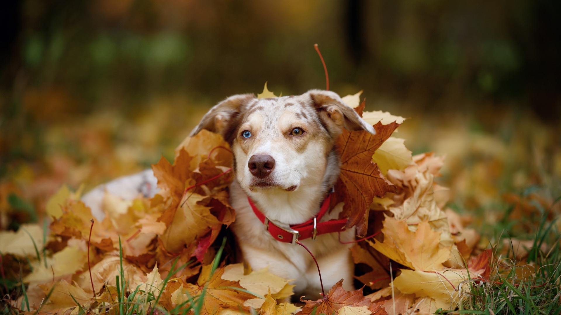 Animals in Autumn Wallpaper