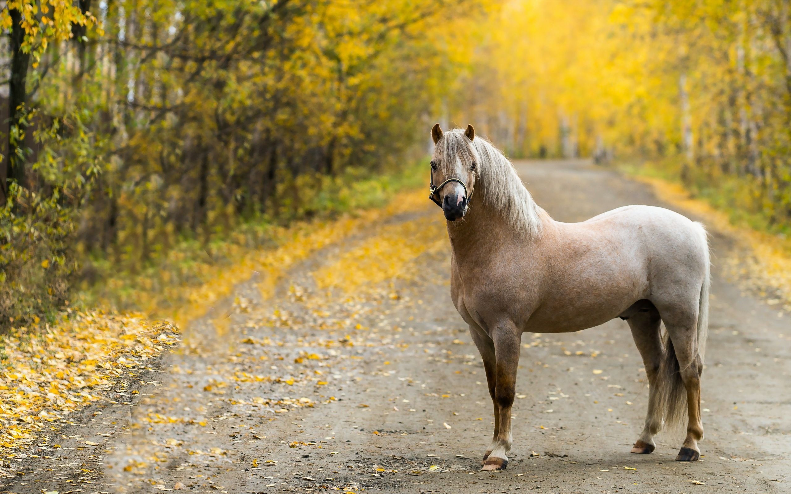 Horses: Autumn Park Horse Animal Animals Wallpaper for HD 16:9