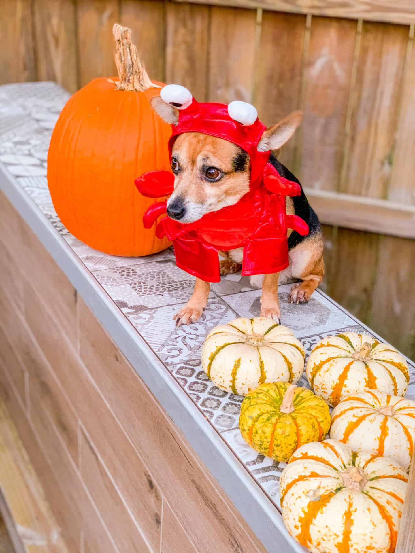 Best Chihuahua Halloween Costumes DIY Ideas, Cute & Funny Wallpaper