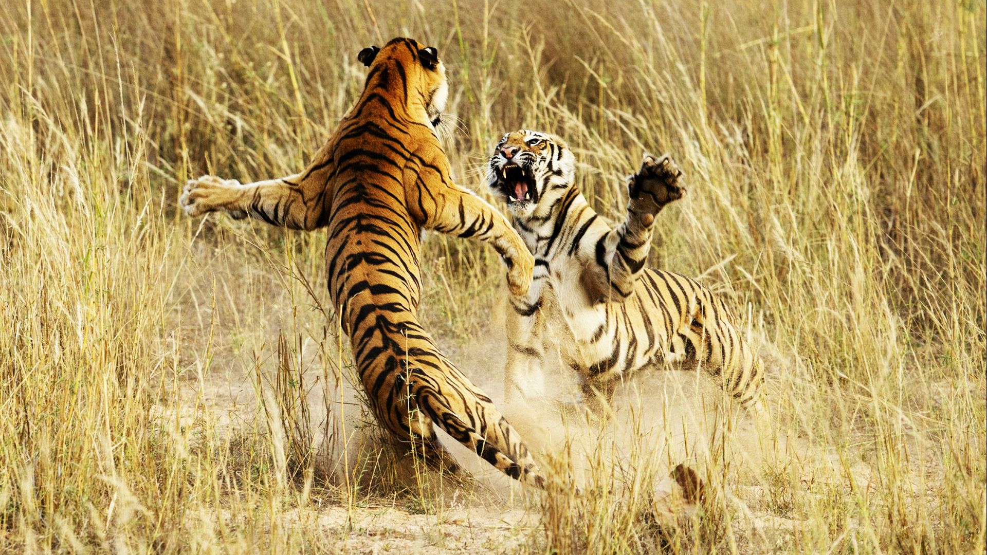 Tiger Fighting Wallpaper