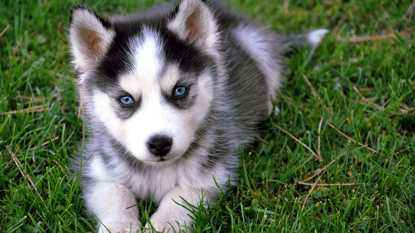 Cute Baby Dog Wallpaper