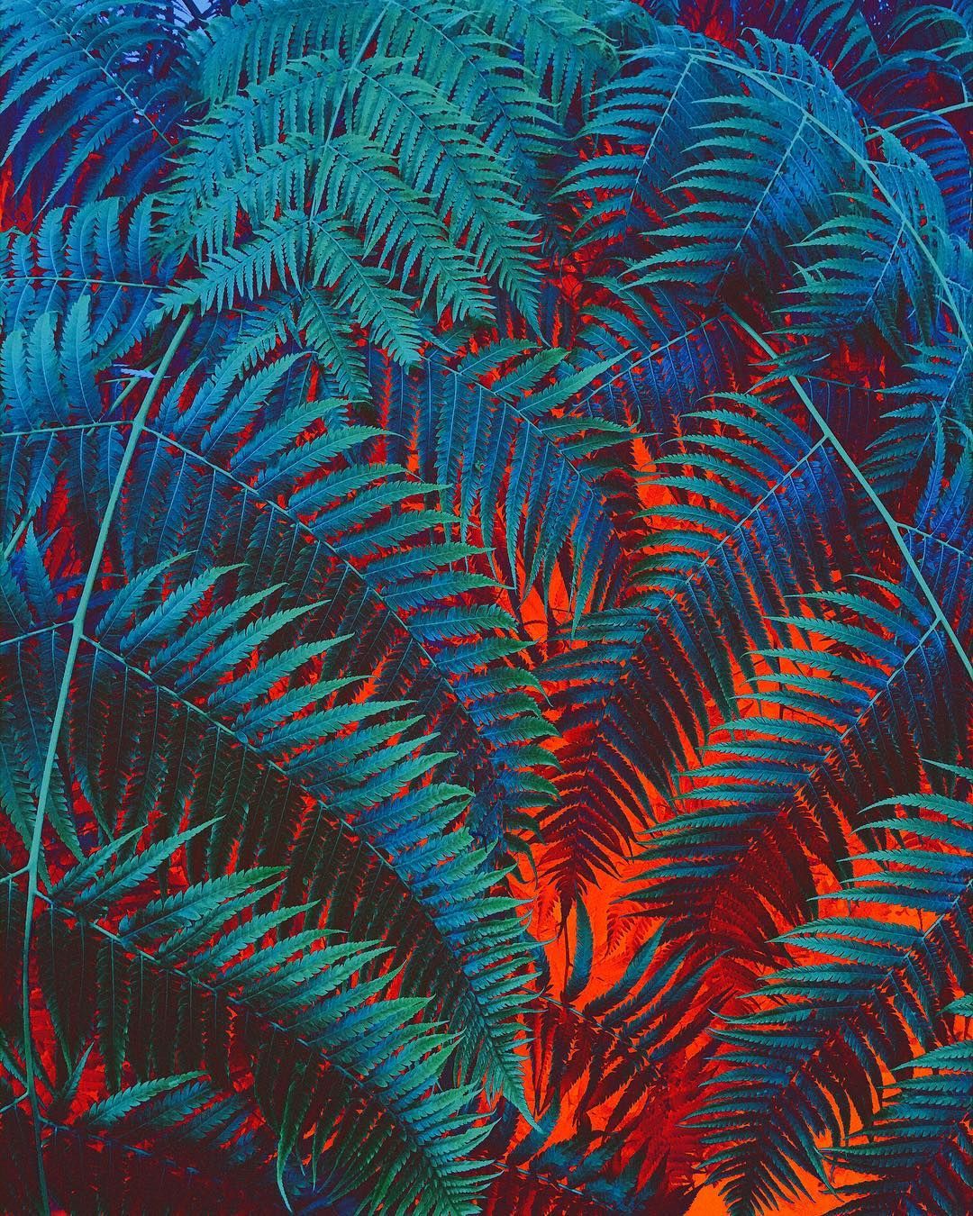 Jedeyr On Instagram: “1 16 2019, #palm #art #plant #natural #foliage #nature #green #blue #red. Green Aesthetic, Blue Aesthetic, Aesthetic Background