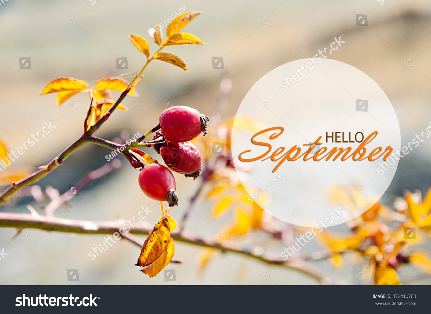 Free download Hello September Wallpaper Autumn Background Yellow [1500x1093] for your Desktop, Mobile & Tablet. Explore September Background. September Wallpaper, September Wallpaper September Wallpaper Background