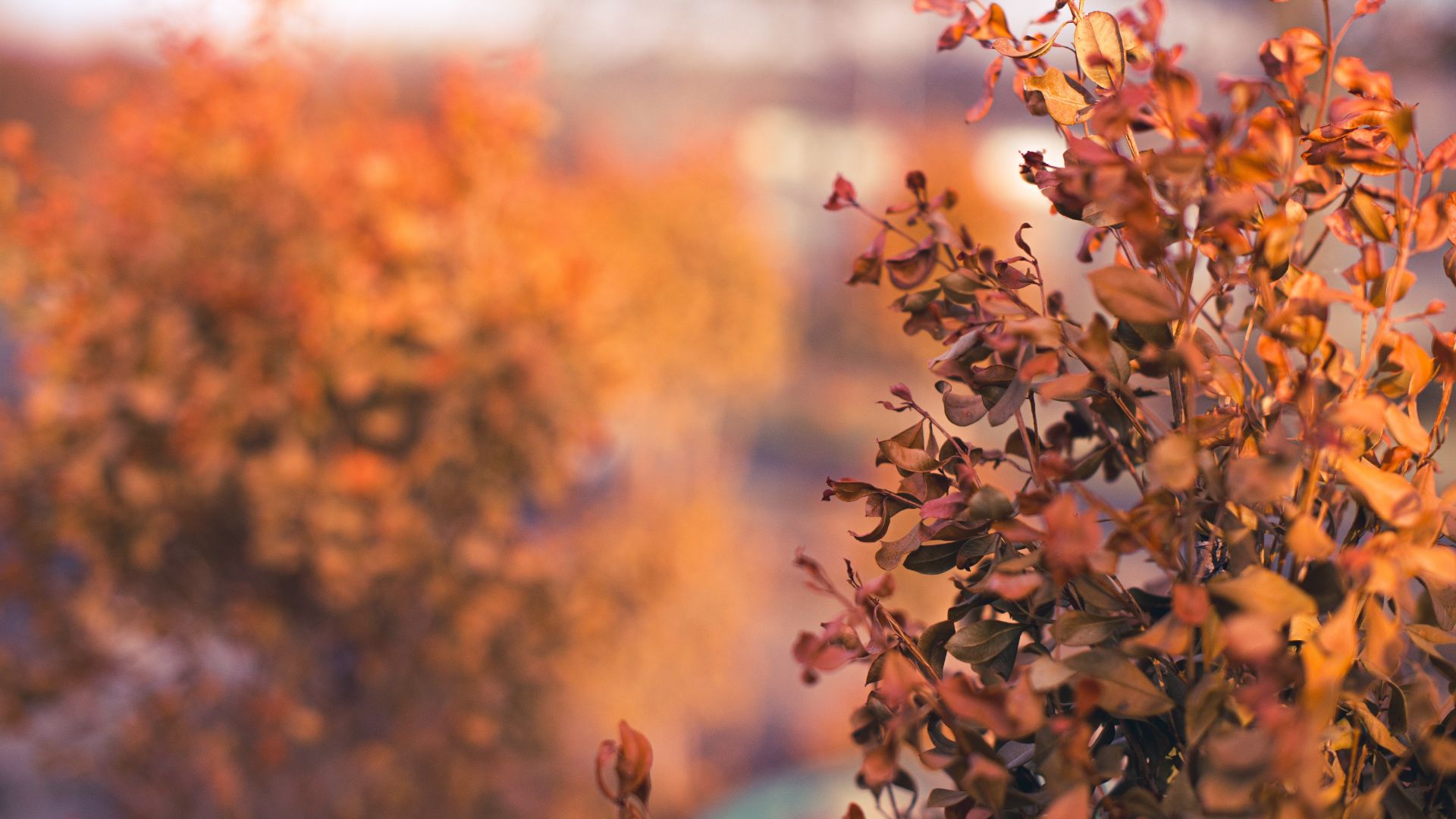 Autumn Wallpaper -Autumn Wallpaper & Background Download