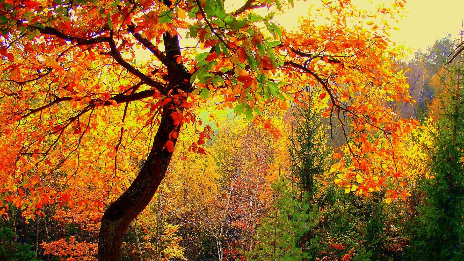 Autumn Wallpaper -Autumn Wallpaper & Background Download