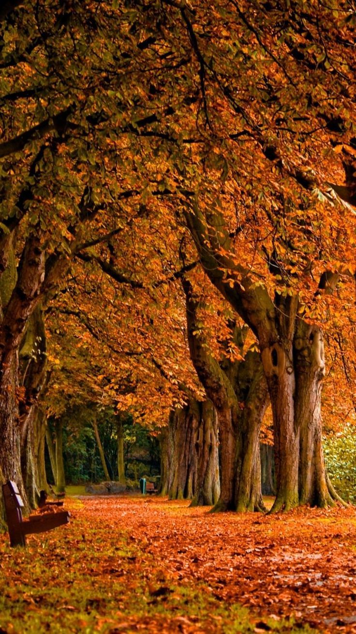 Wallpaper Collection, +37 Free HD autumn wallpaper iphone Background to Download and Use PC, Mobile & Tab. Autumn scenery, Wallpaper background, Fall wallpaper