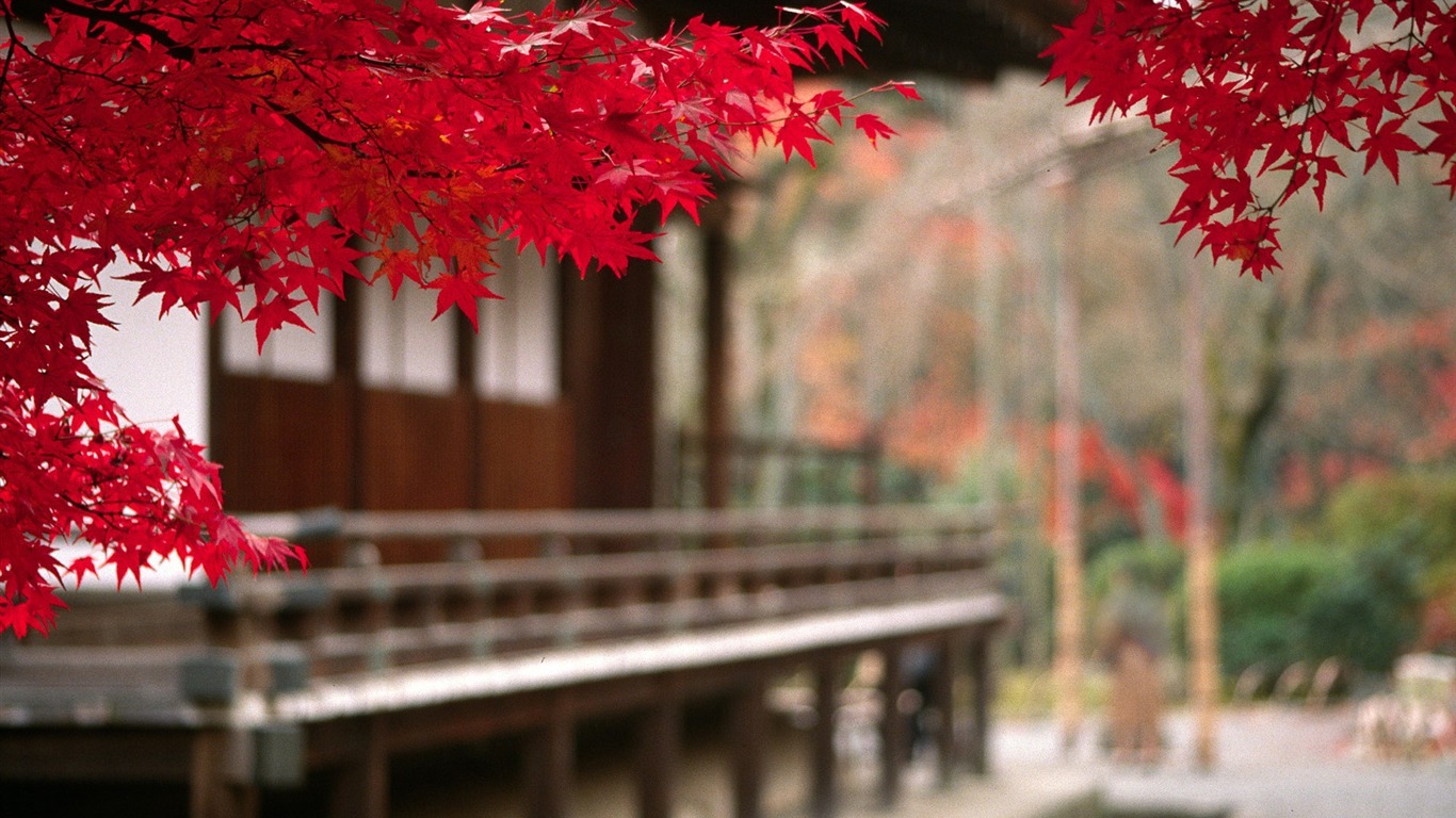Japanese Autumn Leaves HD Desktop Wallpaper