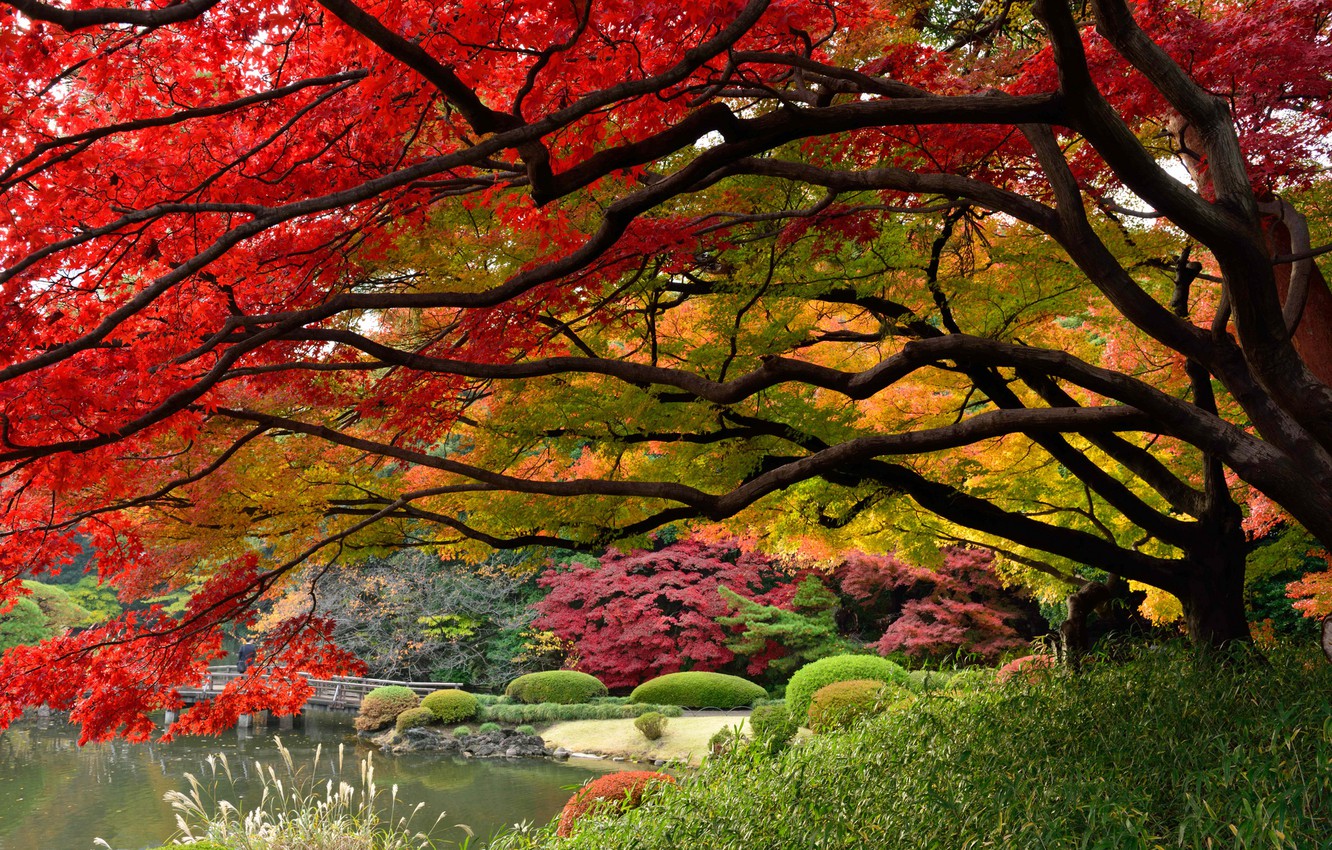 Wallpaper Japan, Tokyo, the colors of autumn, Japanese garden, December image for desktop, section природа