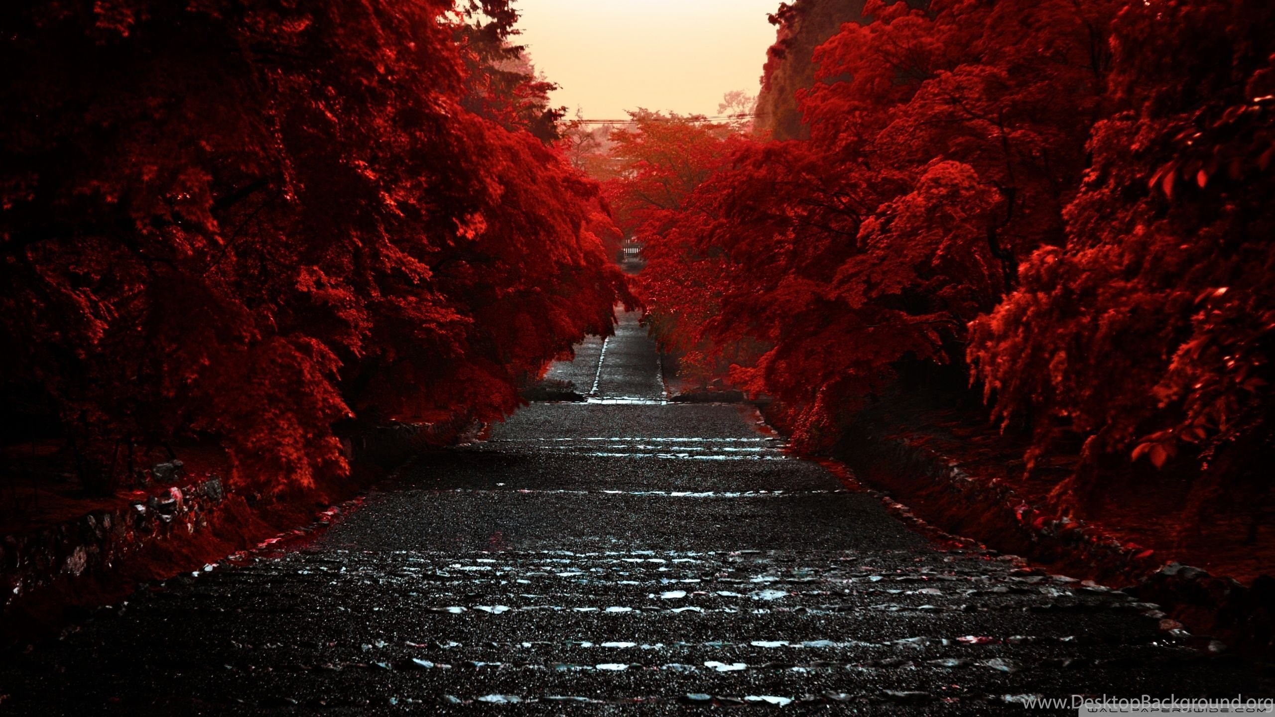 Autumn Honshu Island Japan Red Trees HD Wallpaper Desktop Background