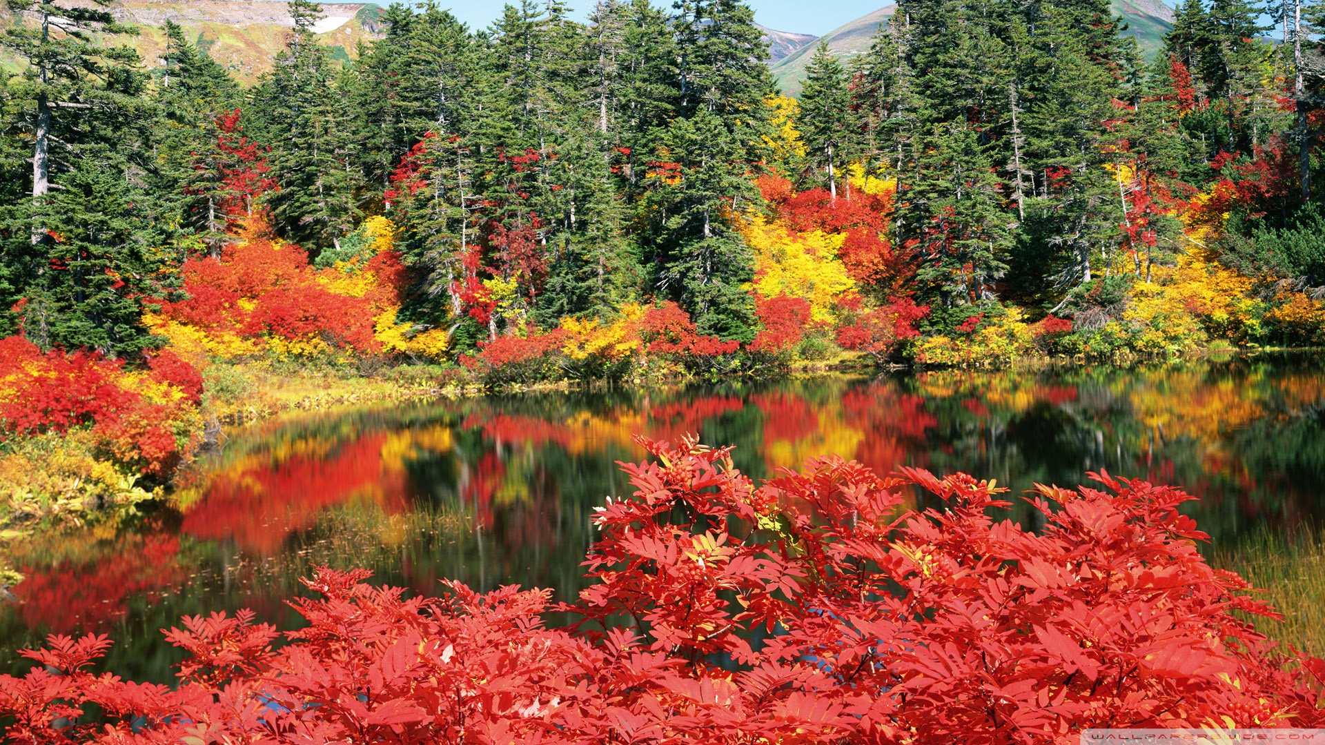 Autumn, Japan Ultra HD Desktop Background Wallpaper for 4K UHD TV, Widescreen & UltraWide Desktop & Laptop, Tablet