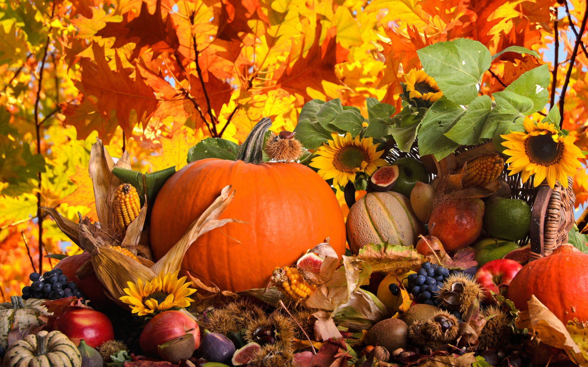 Autumn harvest wallpaper wallpaper