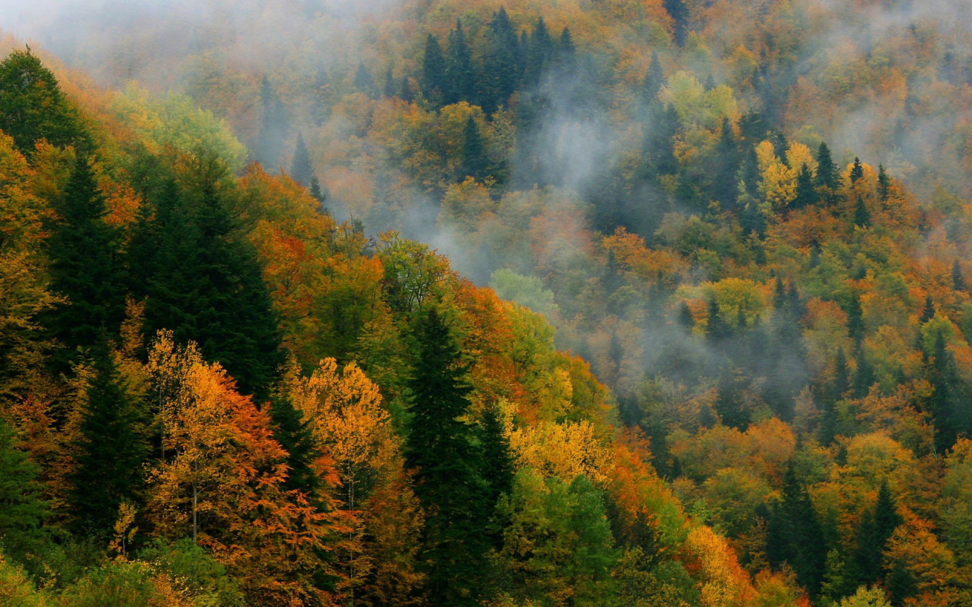 Джунгарский лес Азербайджан