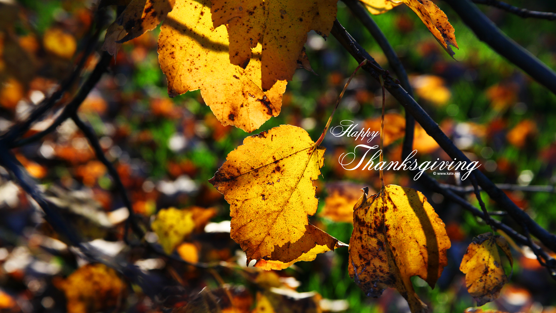 Thanksgiving Wallpaper by Kate.net