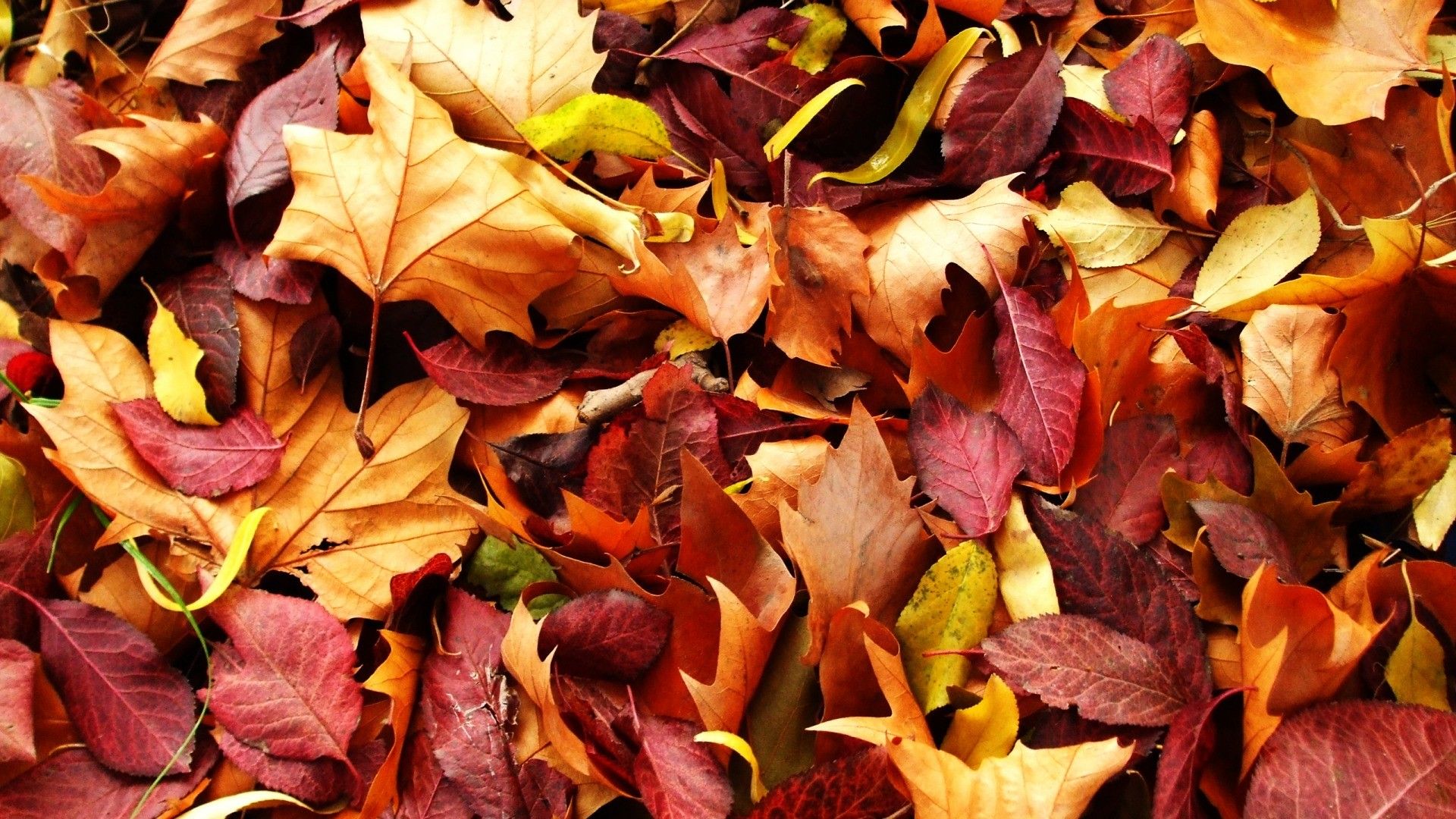 Hello Autumn Wallpaper