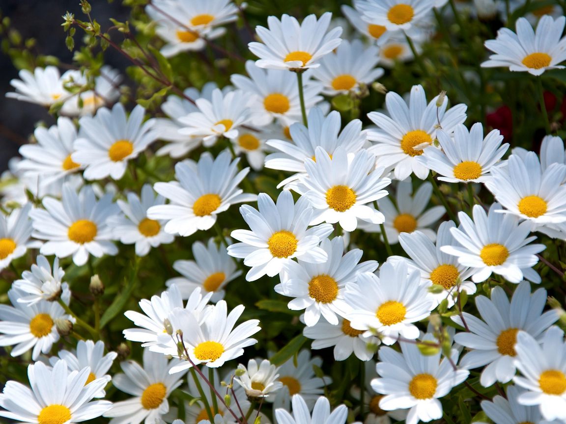 Download wallpaper 1152x864 daisies, white, meadow, summer, mood standard 4:3 HD background