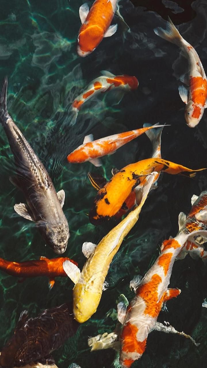 Download Koi fish Wallpaper by georgekev now. Browse millions of popular fish Wallpape. Koi wallpaper, Fish wallpaper, Fish wallpaper iphone
