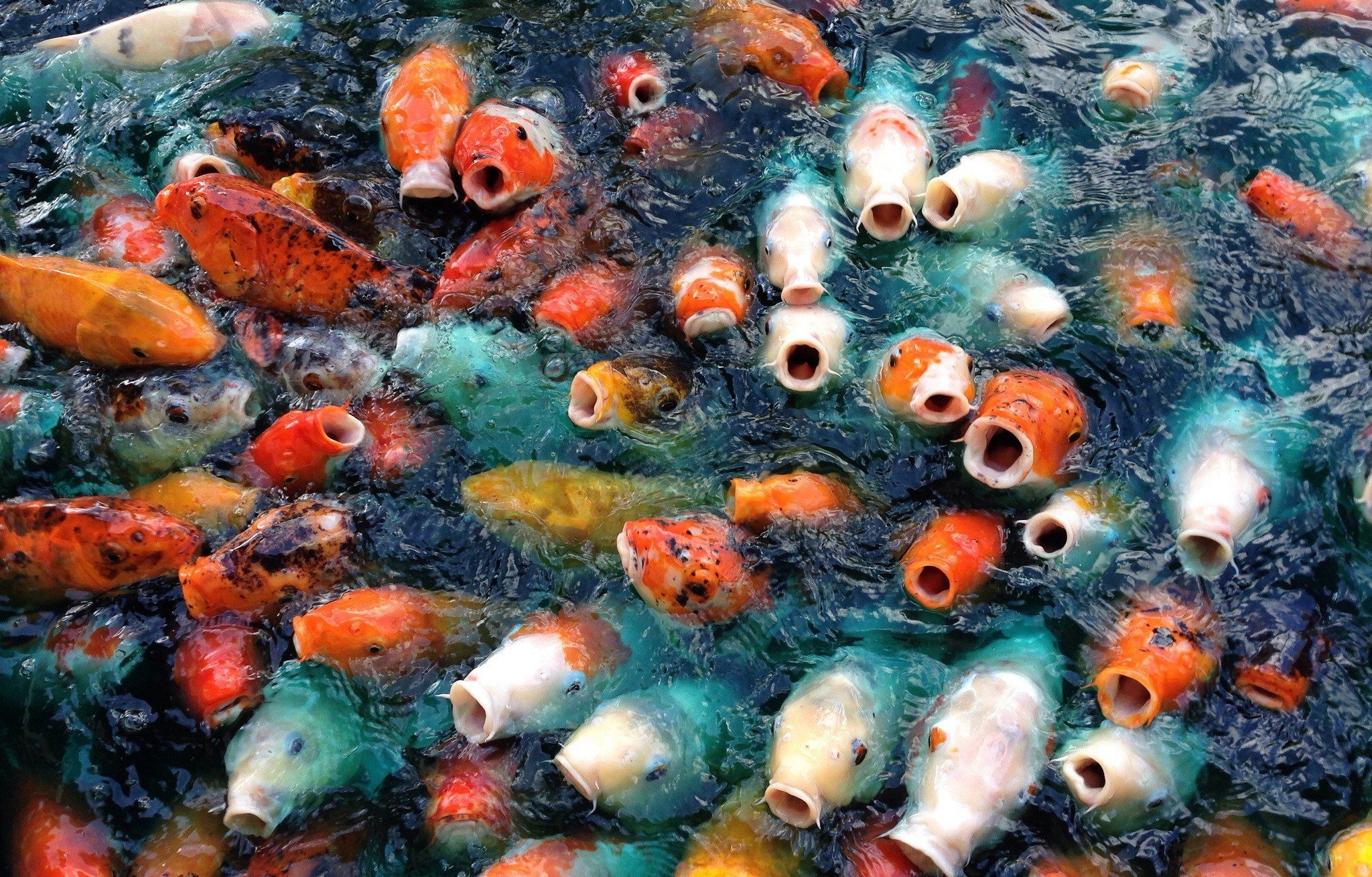 animals, Carp, Fish, Koi Wallpaper HD / Desktop and Mobile Background