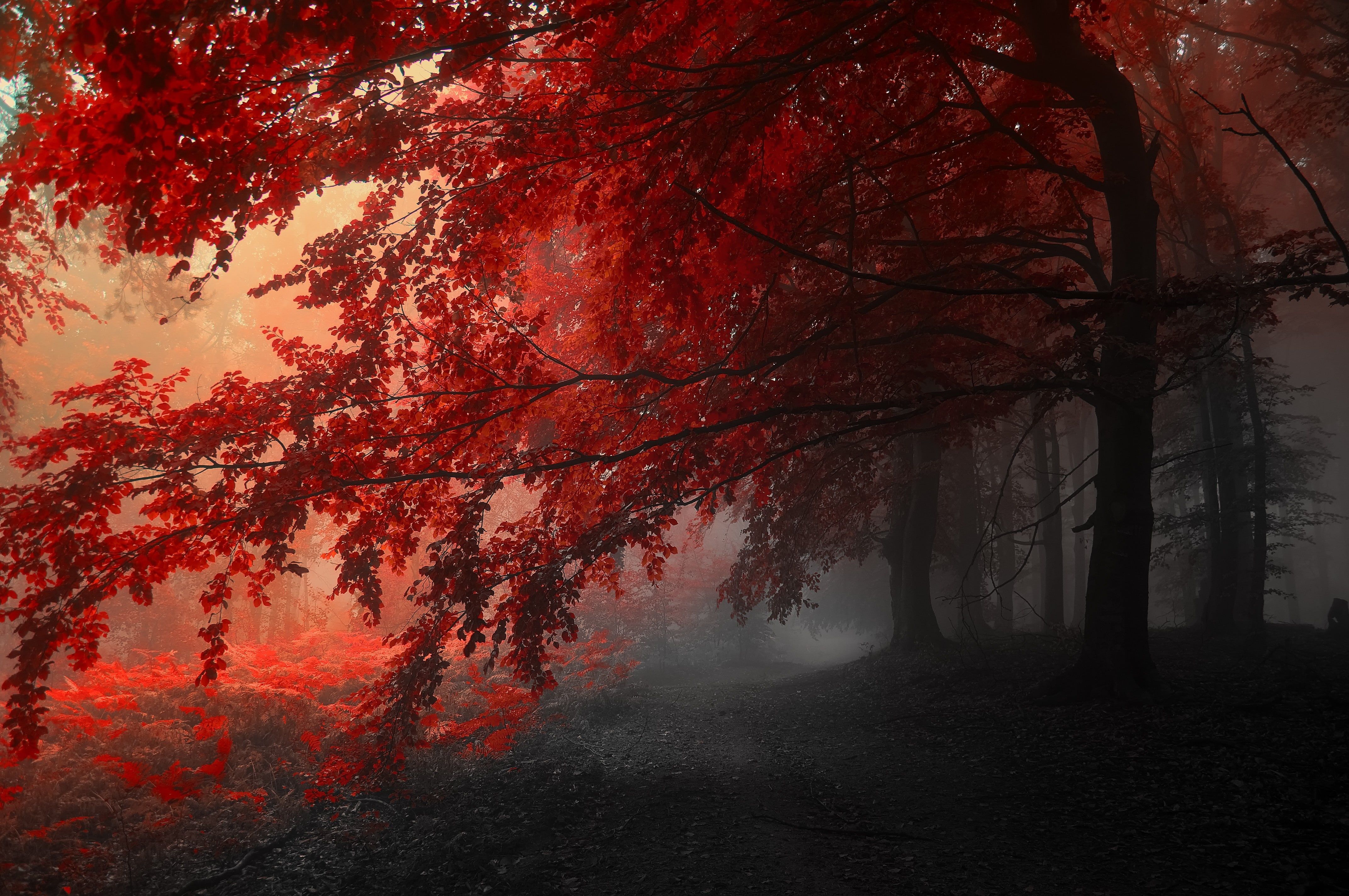 red leafed tree #autumn #fog #landscape #road #trees K #wallpaper #hdwallpaper #desktop. Tree HD wallpaper, Forest wallpaper, Beautiful nature