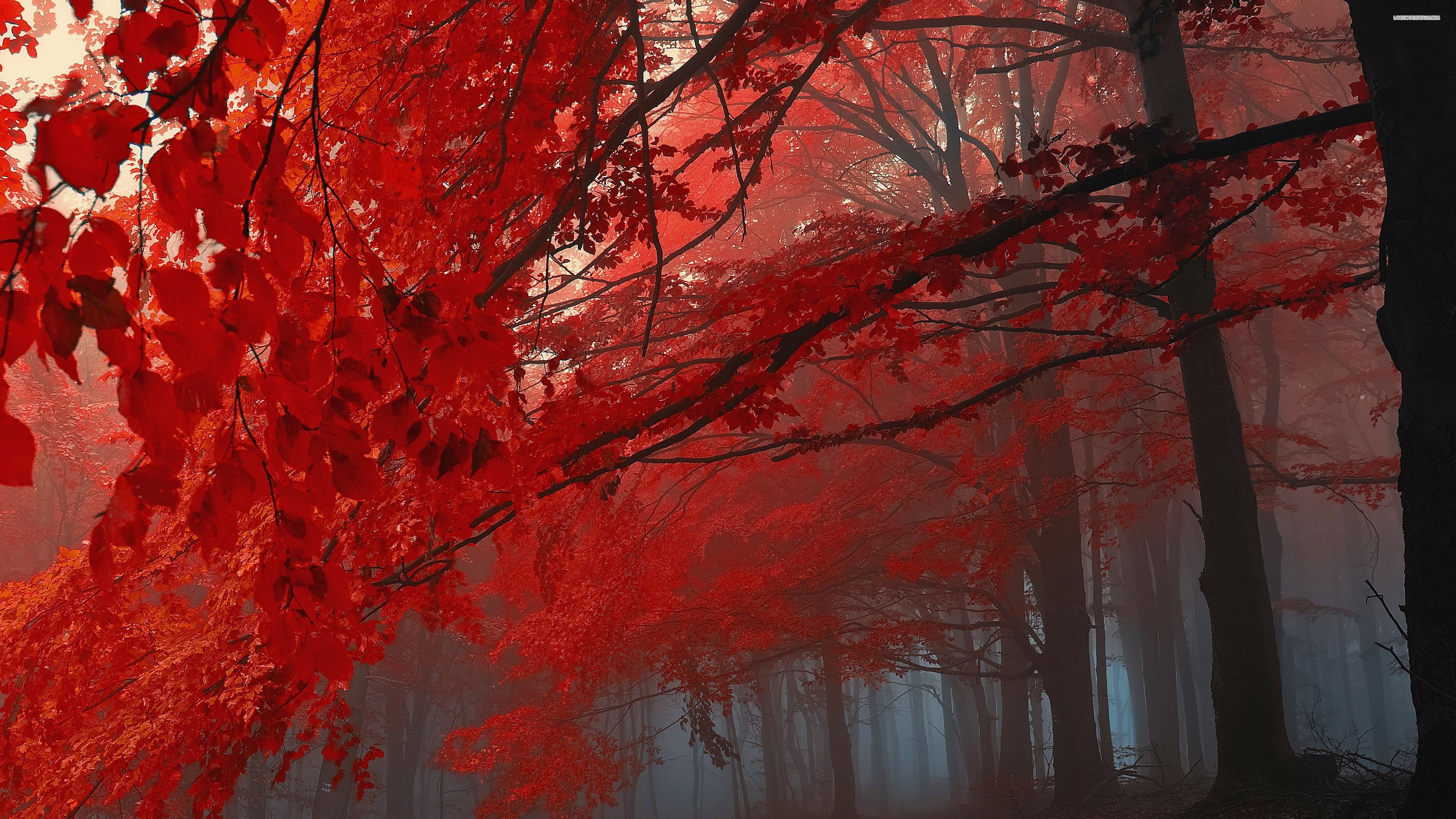 Free download Red Autumn 4K Wallpaper HD 731 Wallpaper Download HD Wallpaper [3840x2160] for your Desktop, Mobile & Tablet. Explore Red 4K Wallpaper. Black and Red 4K Wallpaper