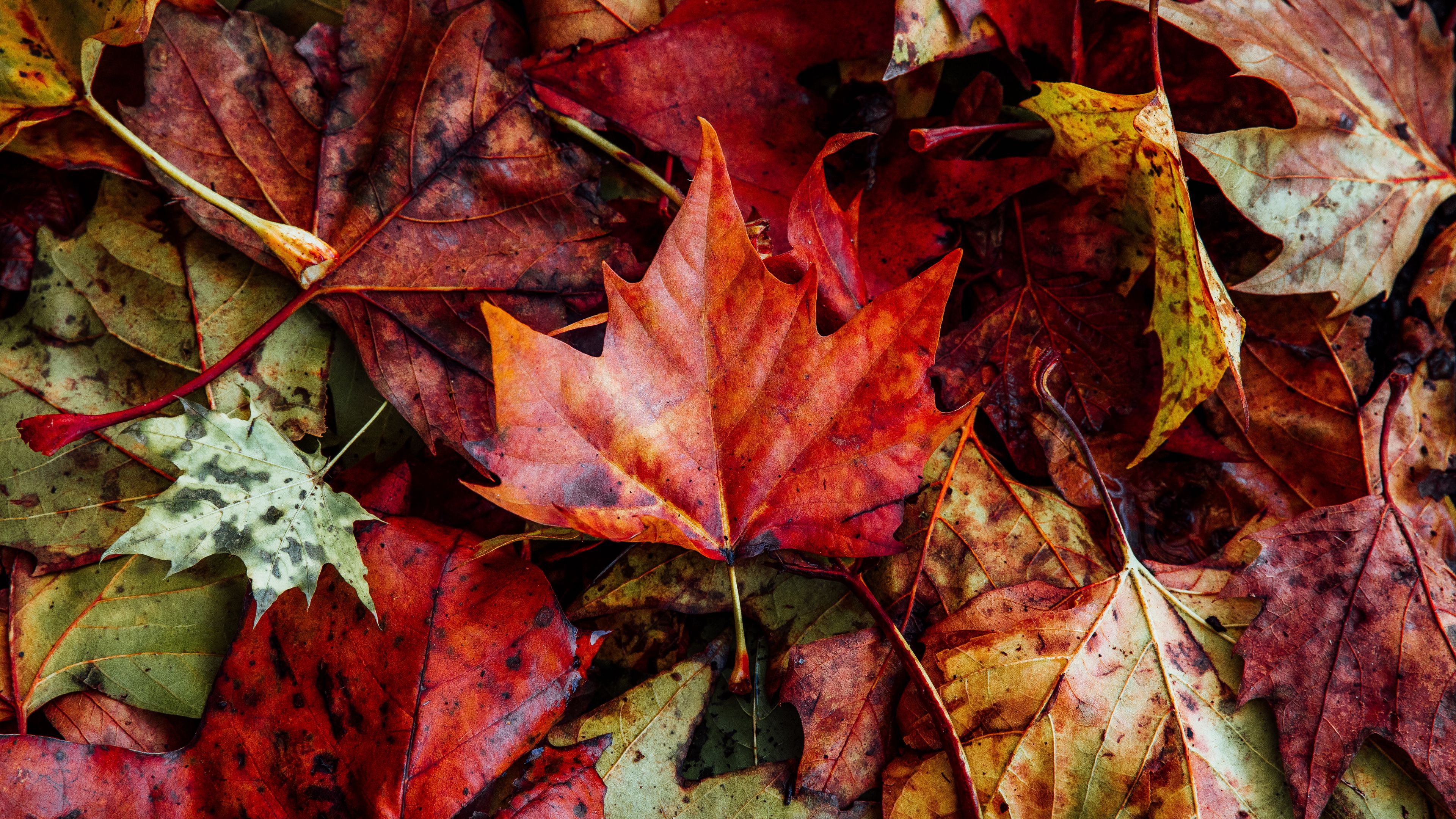 Wallpaper / leaves, autumn, fallen, dry, 4k