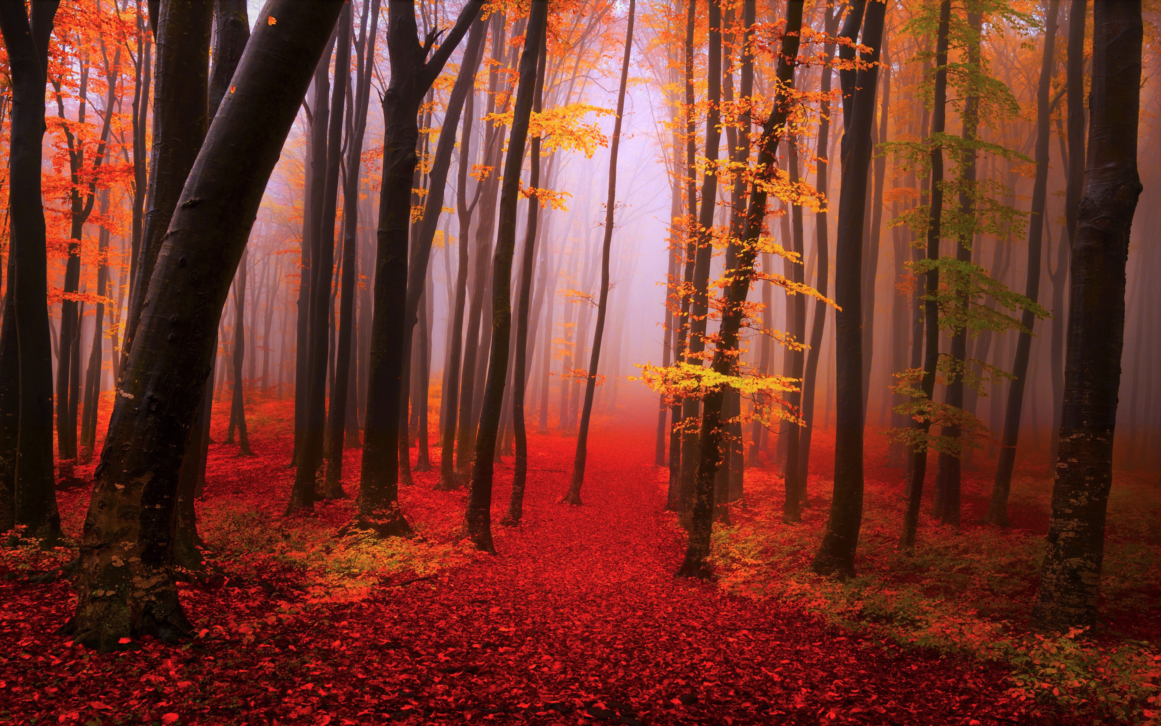 Misty Autumn Forest 4k Ultra HD Wallpaper
