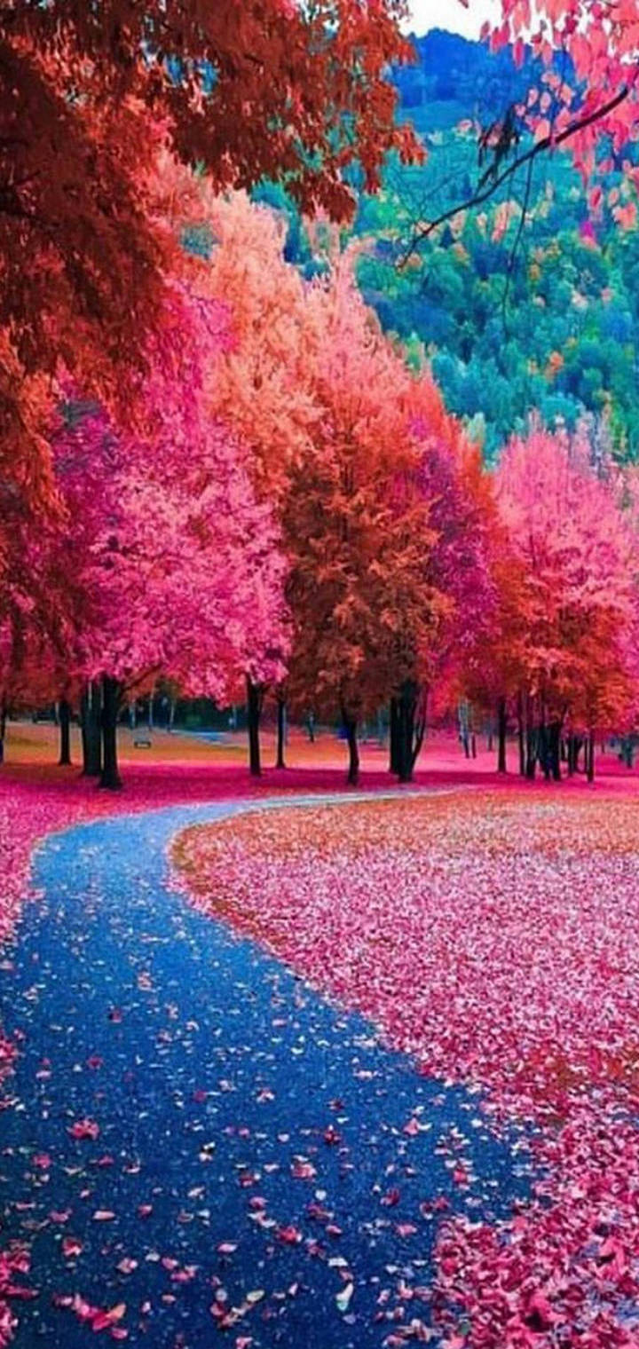 Hd Wallpaper For Mobile Phone 394 Blossoms Mobile Wallpaper HD