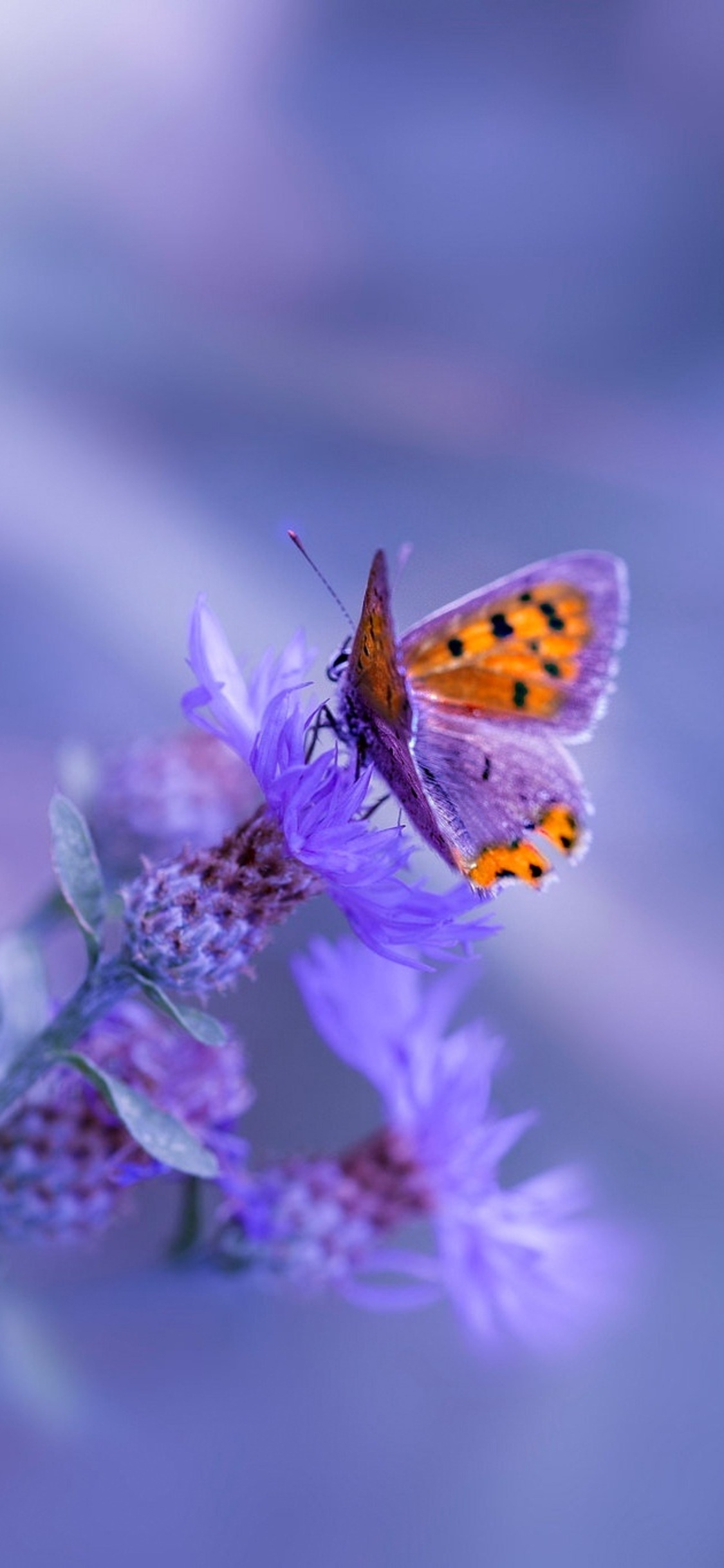 Butterfly Purple Flower iPhone XS, iPhone iPhone X HD 4k Wallpaper, Image, Background, Photo and Picture