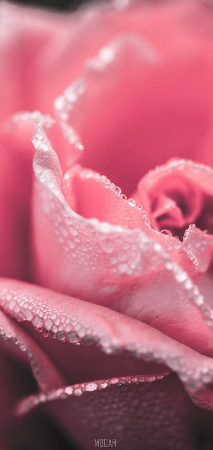 Rose Close Up Pink Flower Floral Red Love, T Mobile Revvlry Wallpaper 1080p, 720x1520. Mocah HD Wallpaper