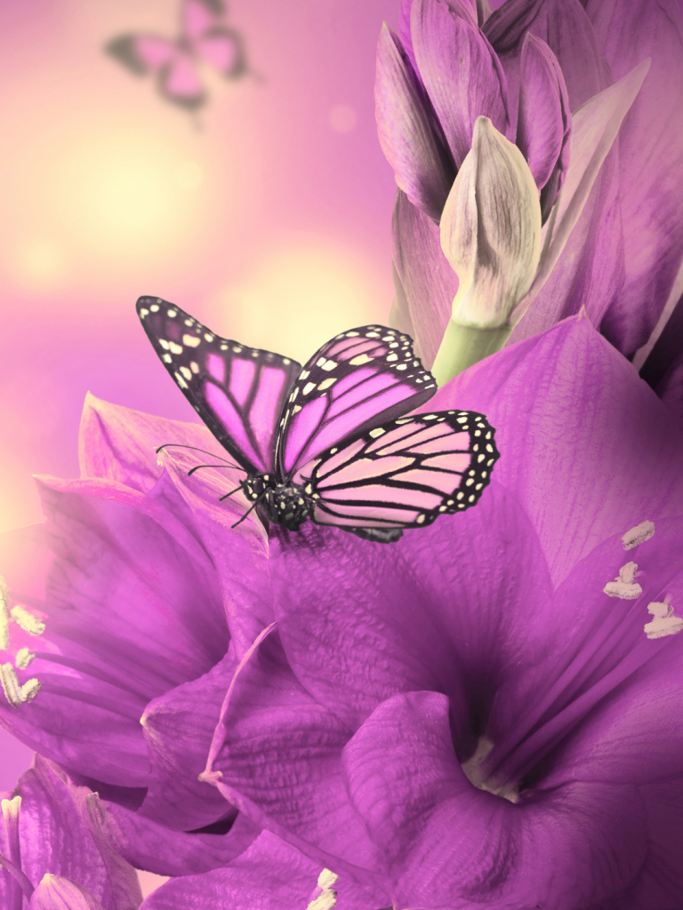 Free download Primula Purple Butterfly iPhone 8 Wallpaper Download iPhone [1080x1920] for your Desktop, Mobile & Tablet. Explore Ios 8 HD Wallpaper Purple. Ios 8 HD Wallpaper Purple, iOS 8 Wallpaper HD, iOS 8 Wallpaper HD