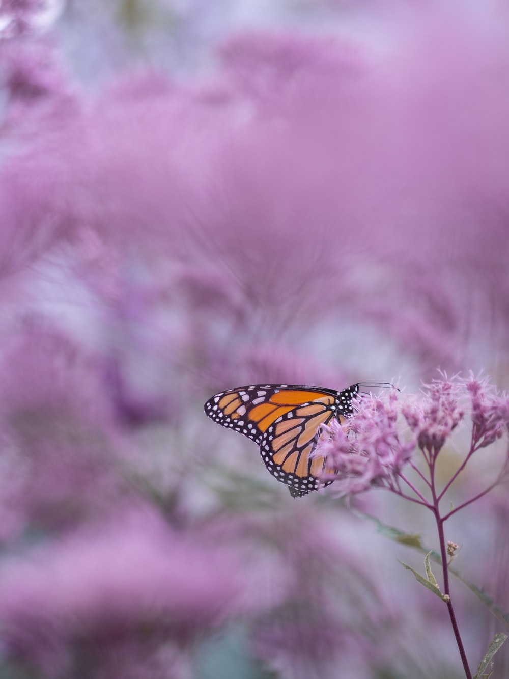 Purple Butterfly Picture. Download Free Image