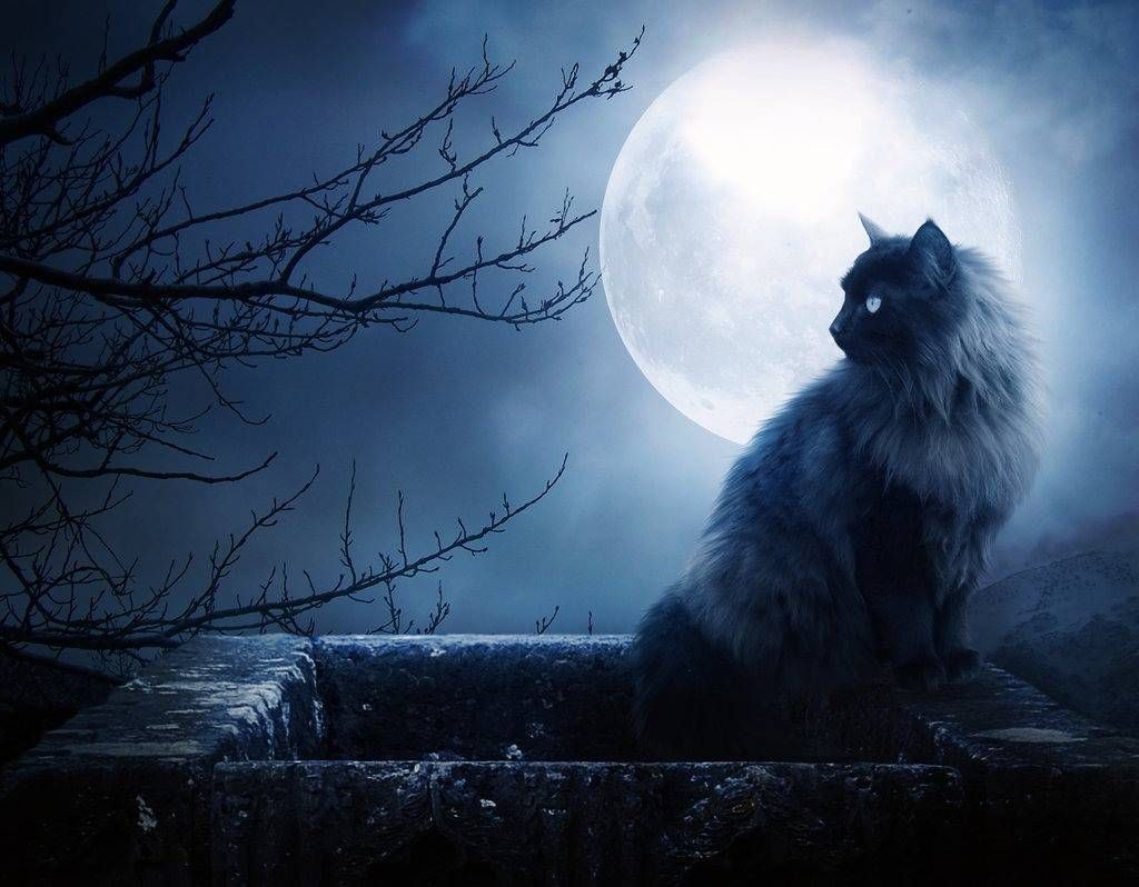 Cat and Moon Wallpaper Free Cat and Moon Background