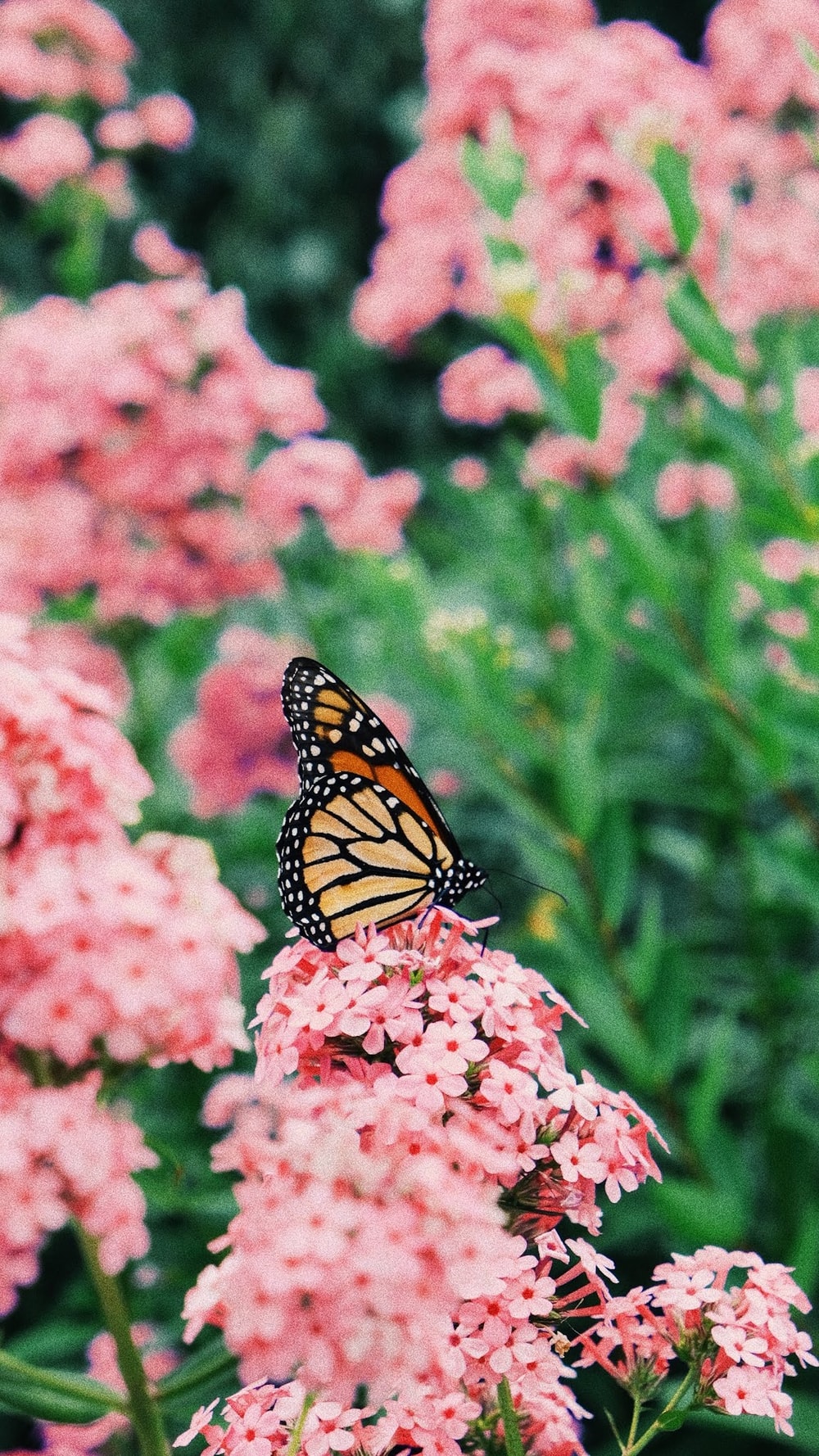 Flowers And Butterfly Aesthetic Wallpapers Wallpaper Cave