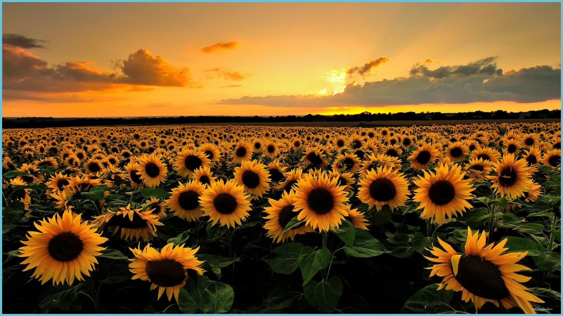 Autumn Sunflower Wallpaper Free Autumn Sunflower Fall Wallpaper