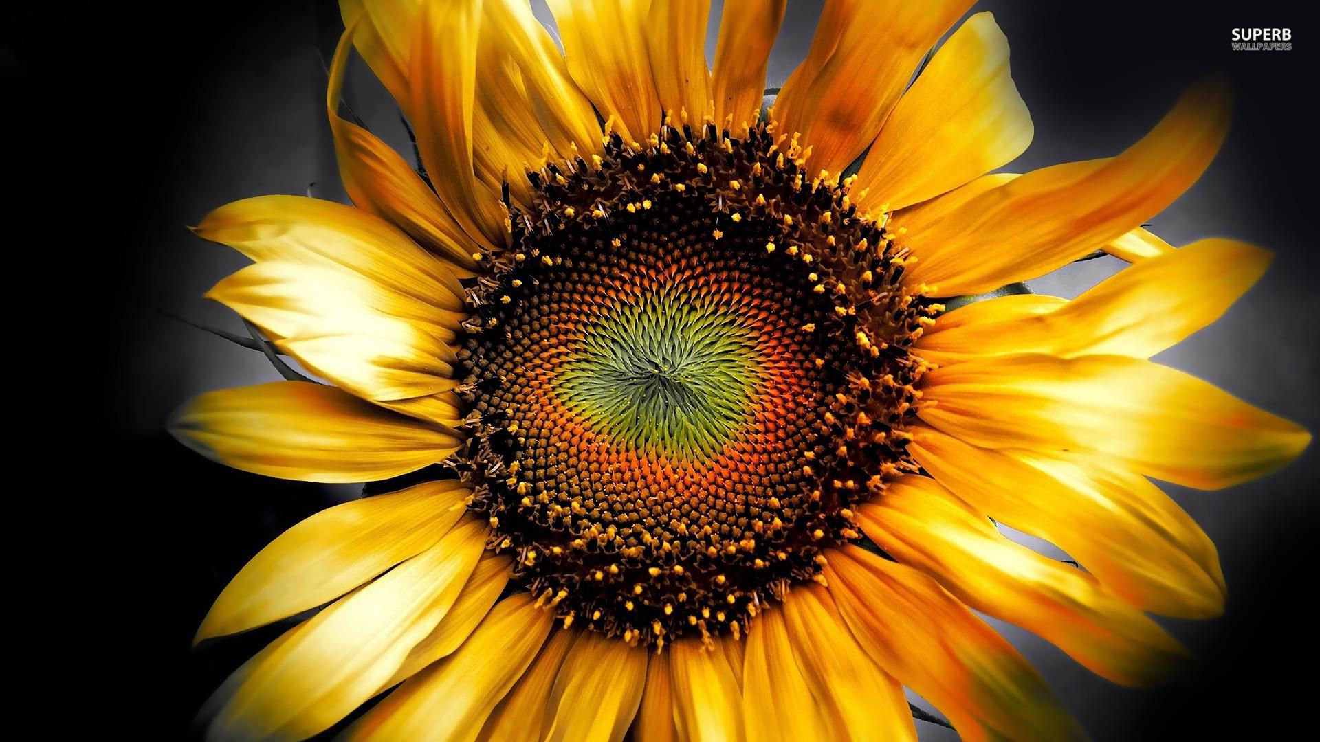 Autumn Sunflower Wallpaper