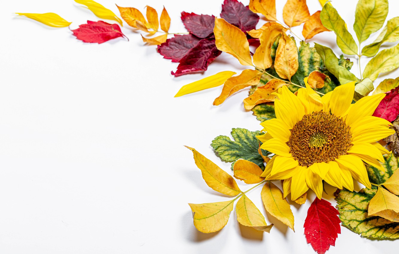 Wallpaper autumn, leaves, branches, sunflower, postcard, , blank image for desktop, section разное
