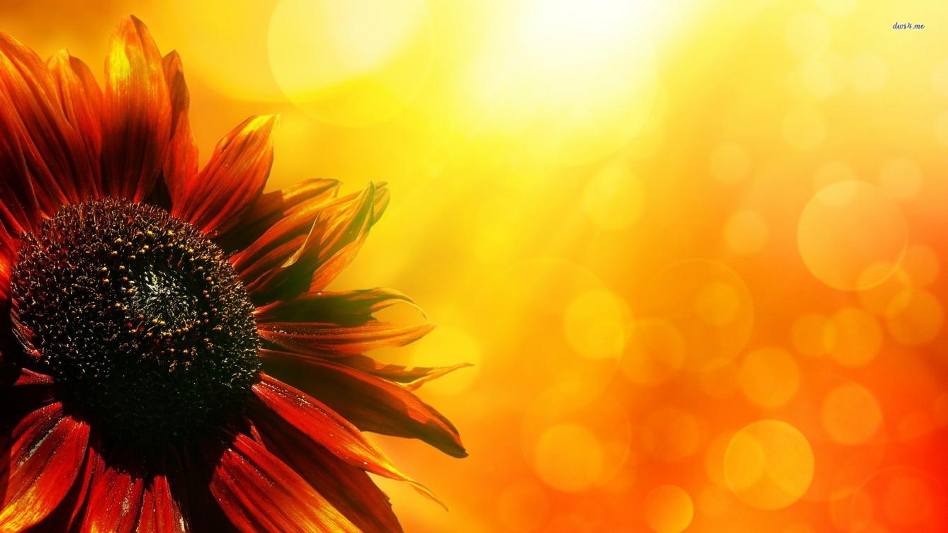 Sunflower Laptop Wallpaper