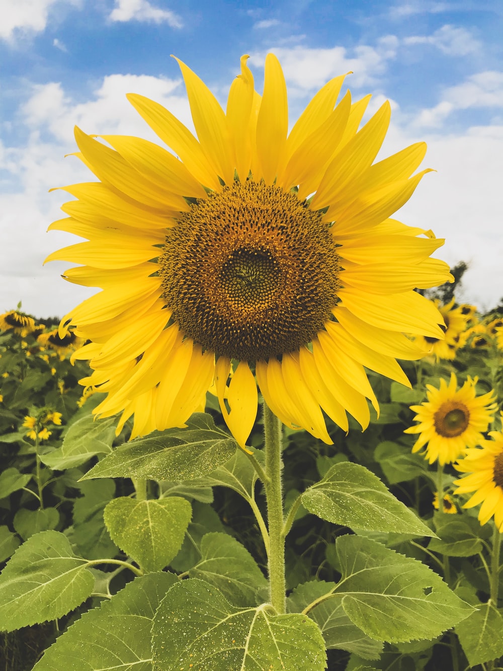 Sunflower Wallpaper: Free HD Download [HQ]
