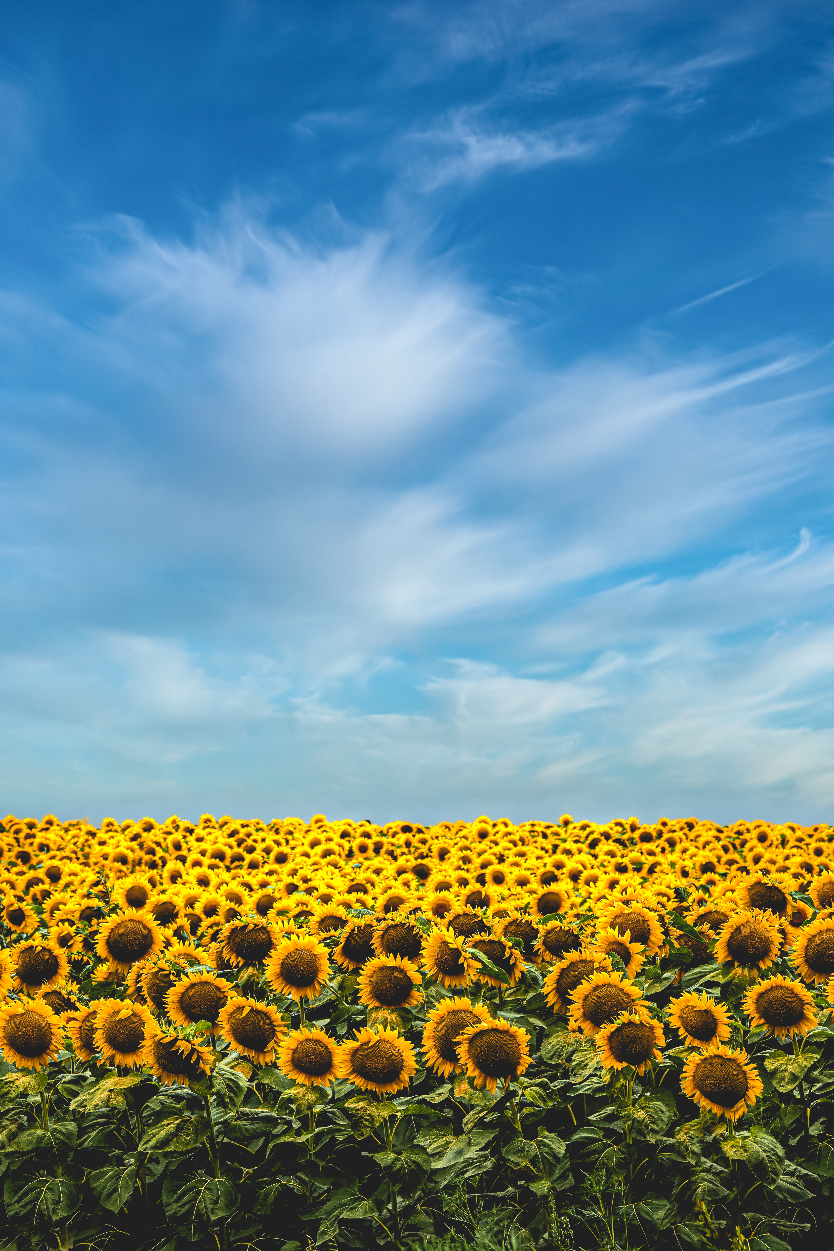 Yellow Sunflower Field Under Blue Sky and White Clouds · Free