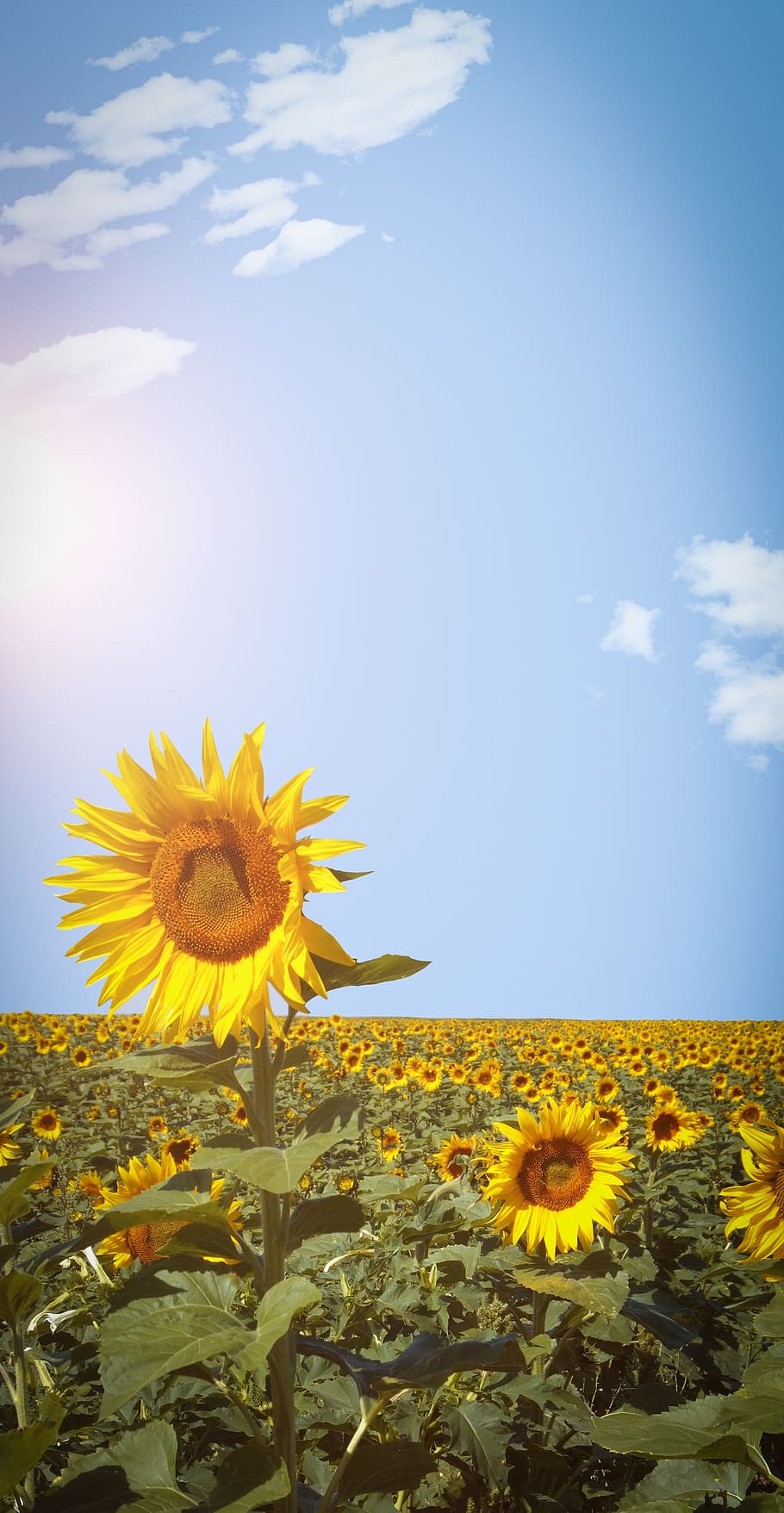 Sunflower, Field, Sky, Phone Wallpaper, Yellow, Flowering