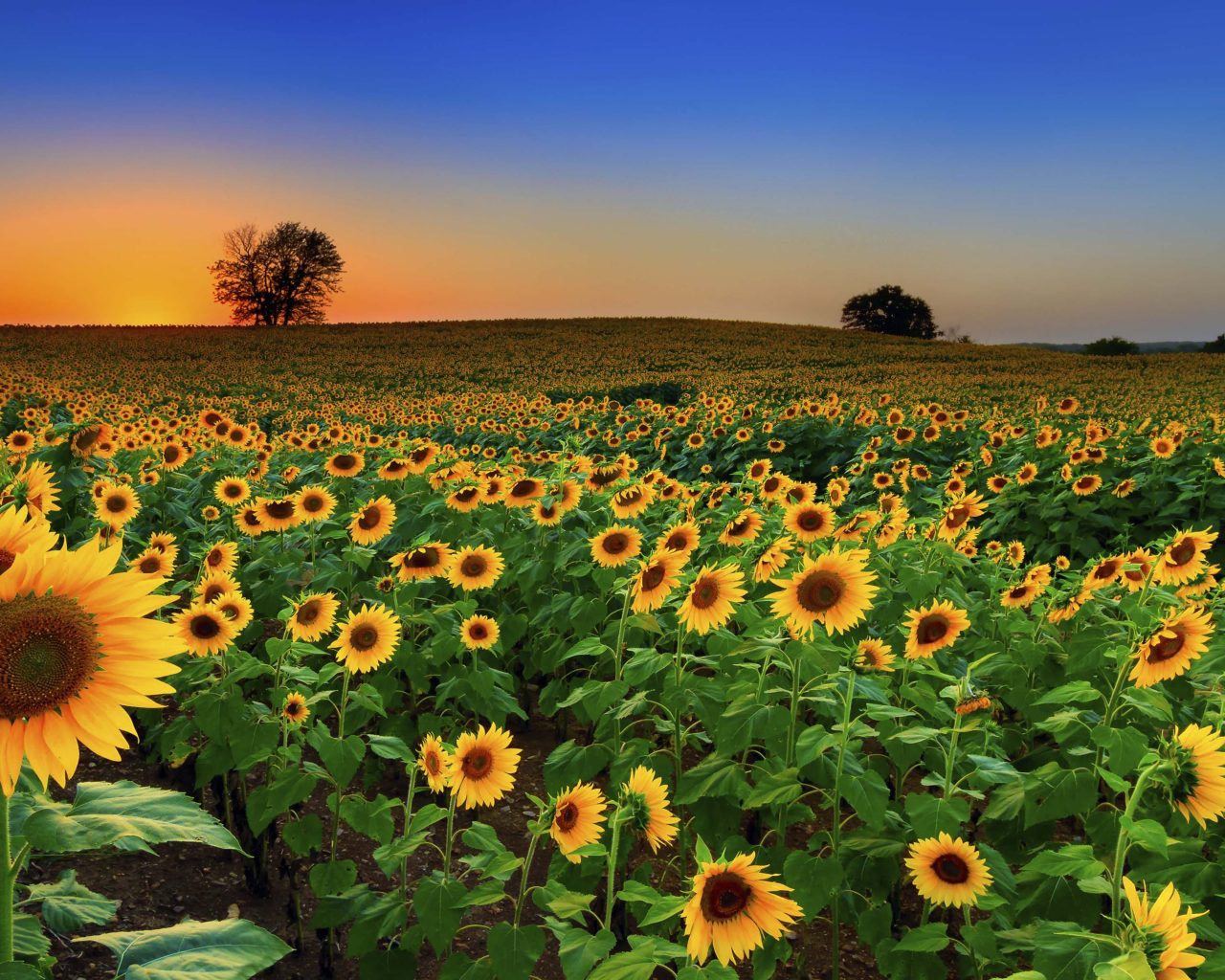 Yellow Sunflowers Field Hd Flowers Wallpapers - Wallpaper Cave