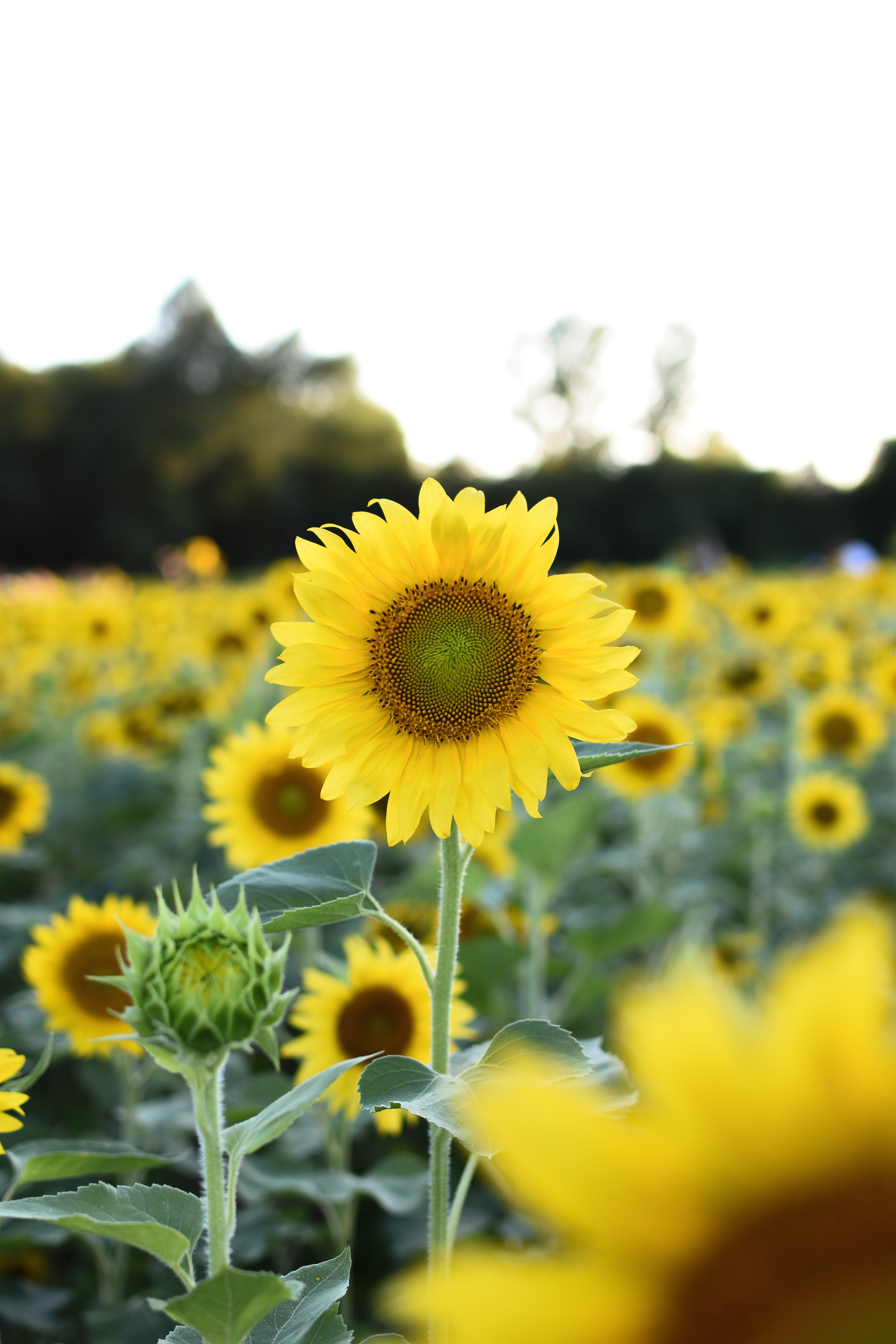 Yellow Sunflower Field · Free