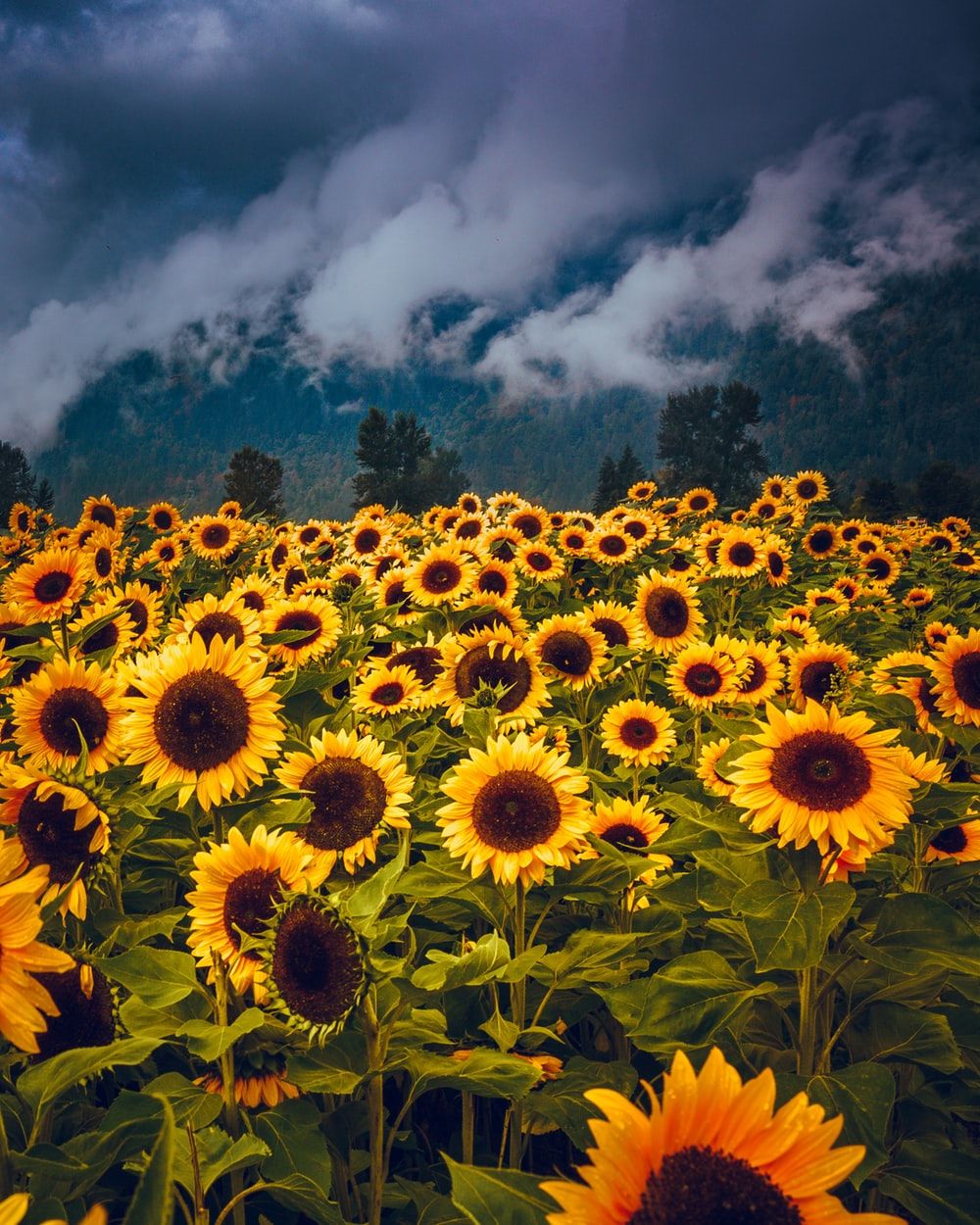 Sunflower Field Wallpaper