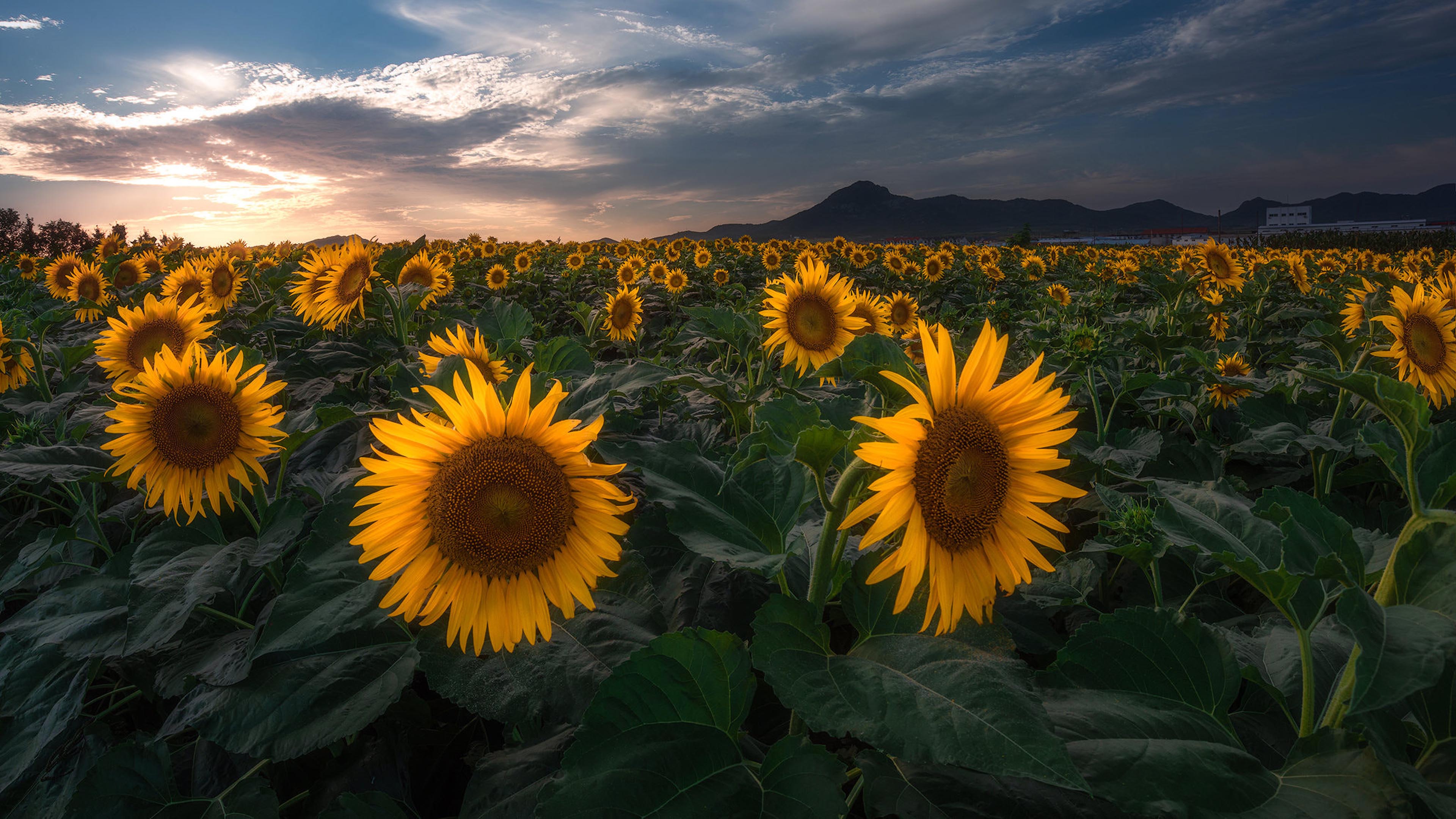 Plants Field With Sunflower Flowers With Yellow Petals Sunset Landscape Photography Wallpaper HD, Wallpaper13.com