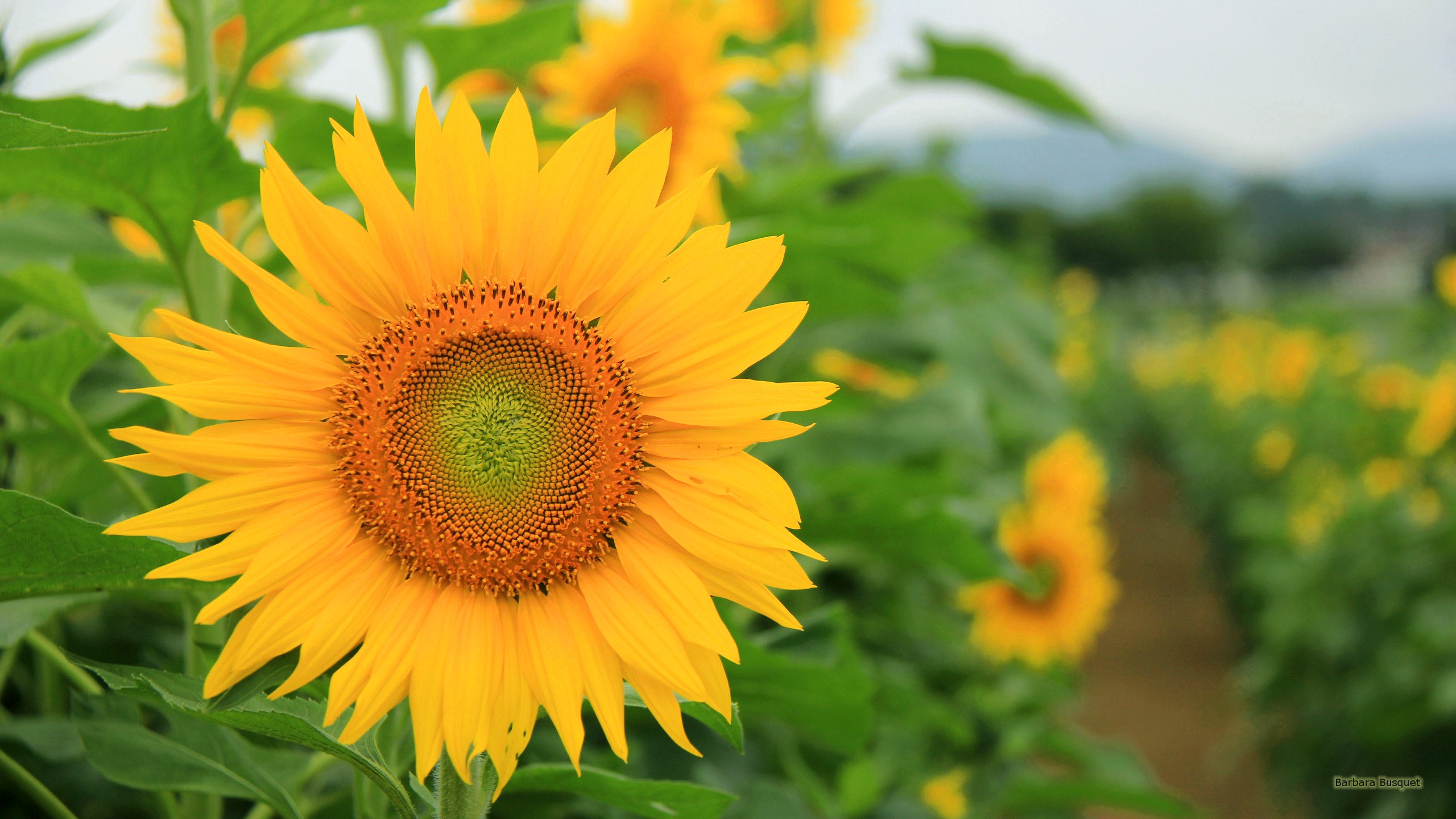 Sunflowers's HD Wallpaper