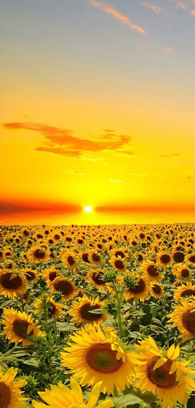 Sunflower Field Wallpaper Desktop