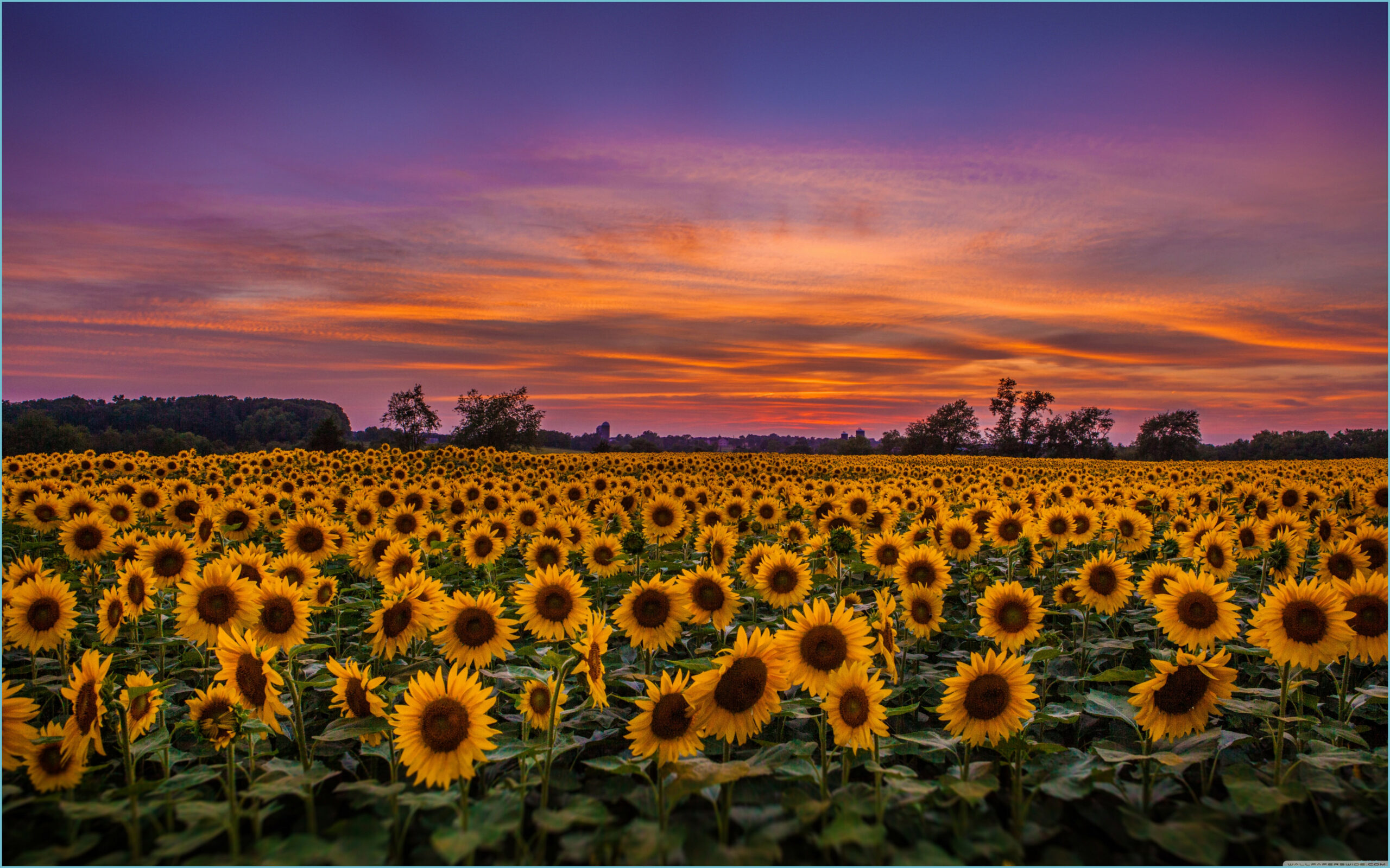 Sunflowers, Field Ultra HD Desktop Background Wallpaper For 8K UHD Desktop Sunflowers