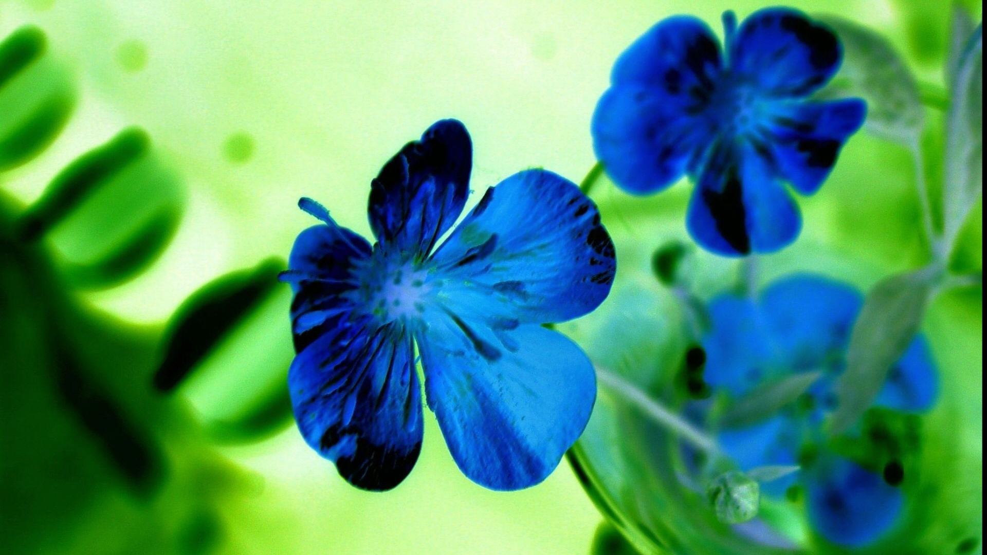 Beautiful Blue Flowers HD